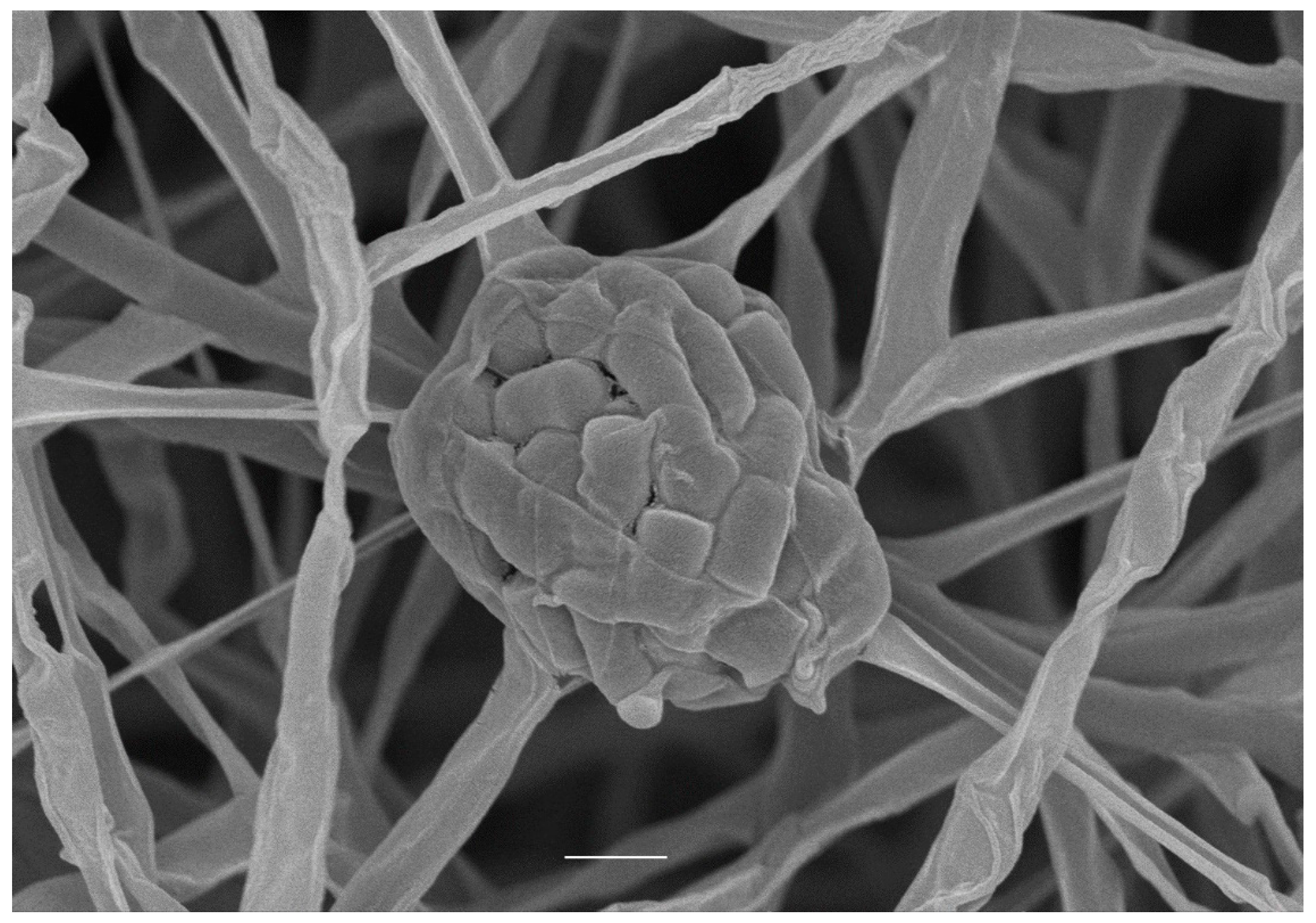 Microorganisms 07 00360 g001