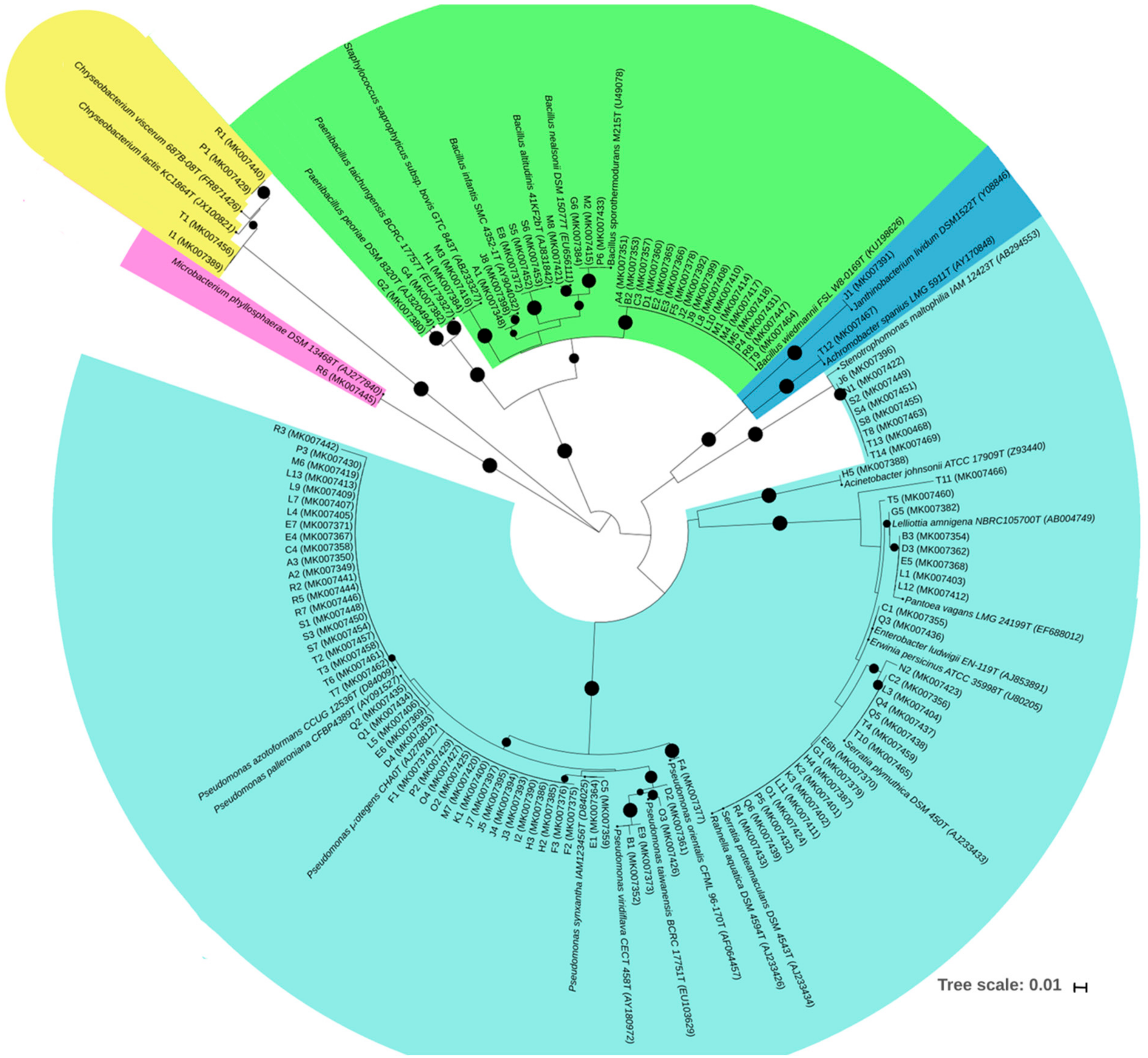 Microorganisms 07 00392 g001