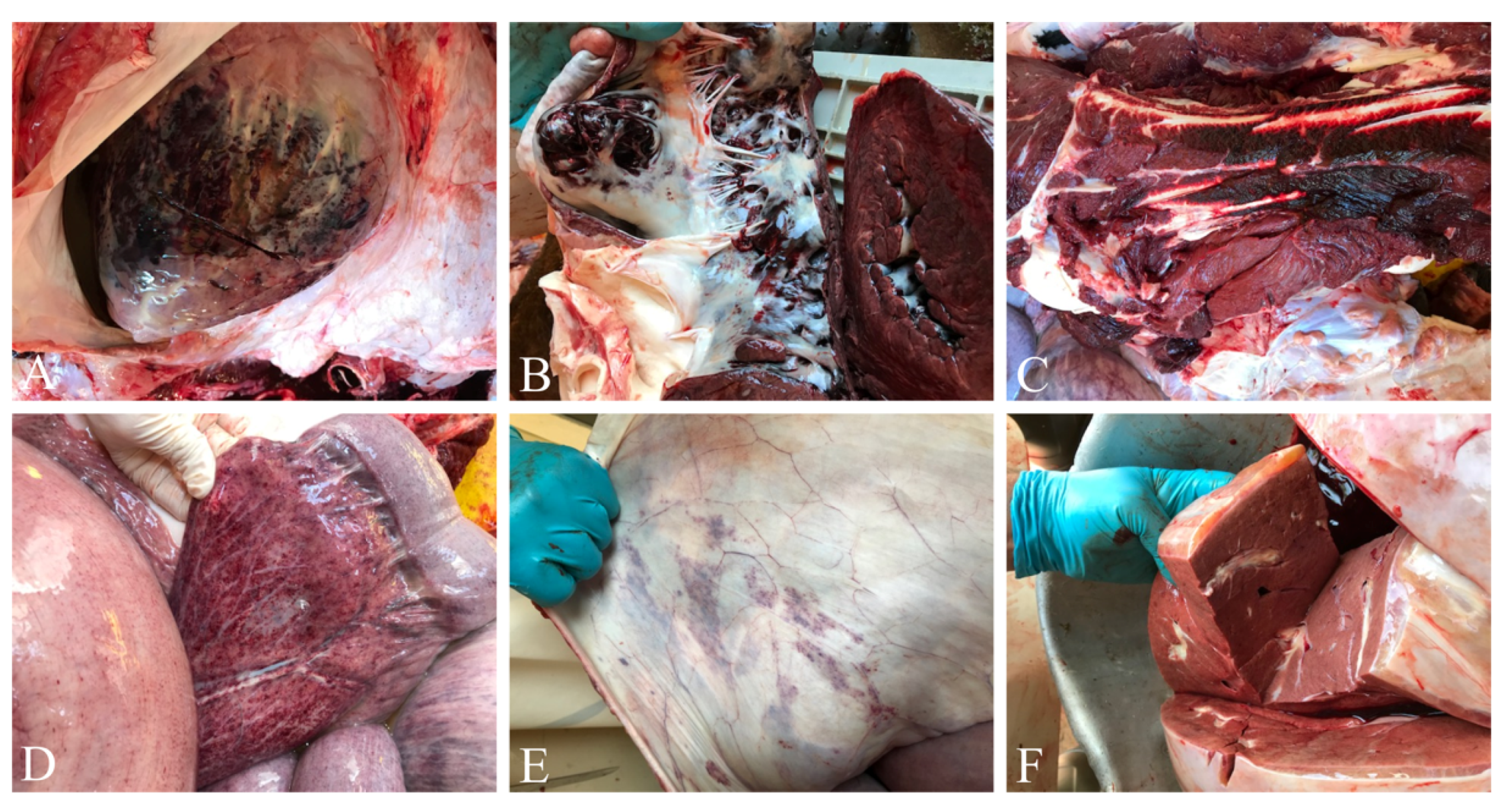 Microorganisms 07 00396 g001