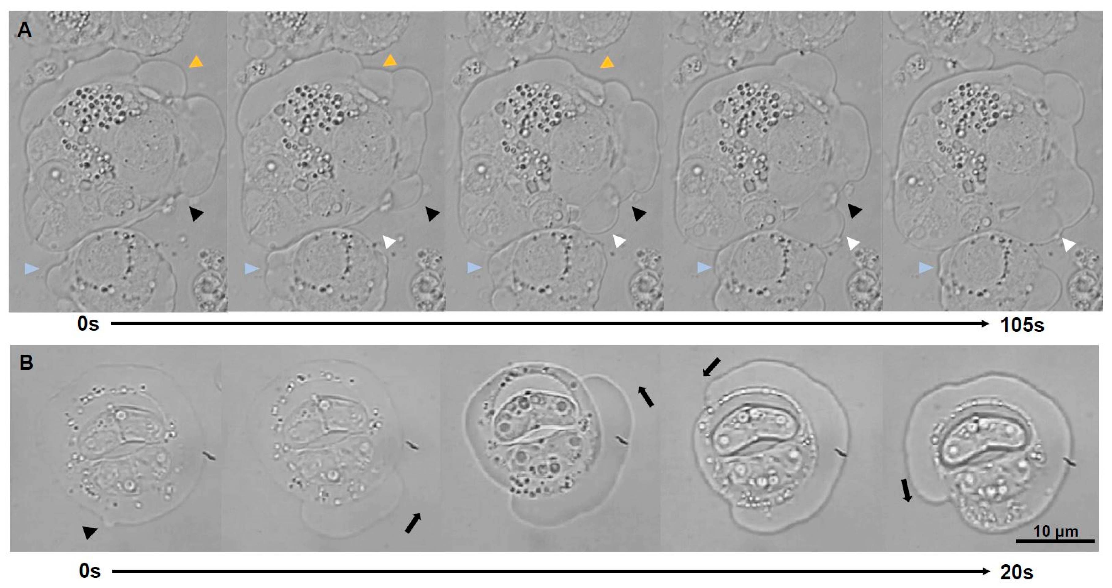 Microorganisms 07 00397 g002
