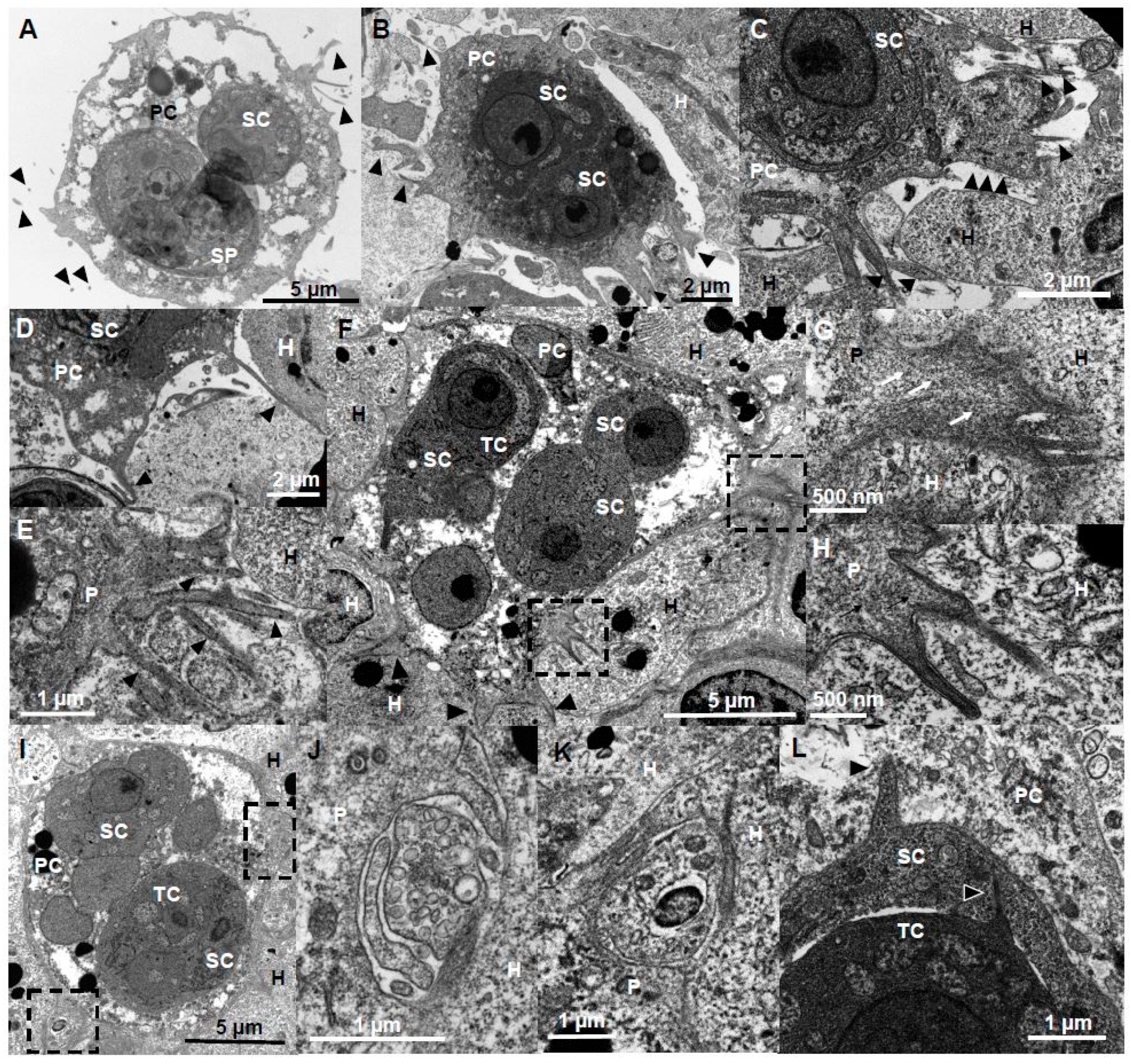 Microorganisms 07 00397 g004