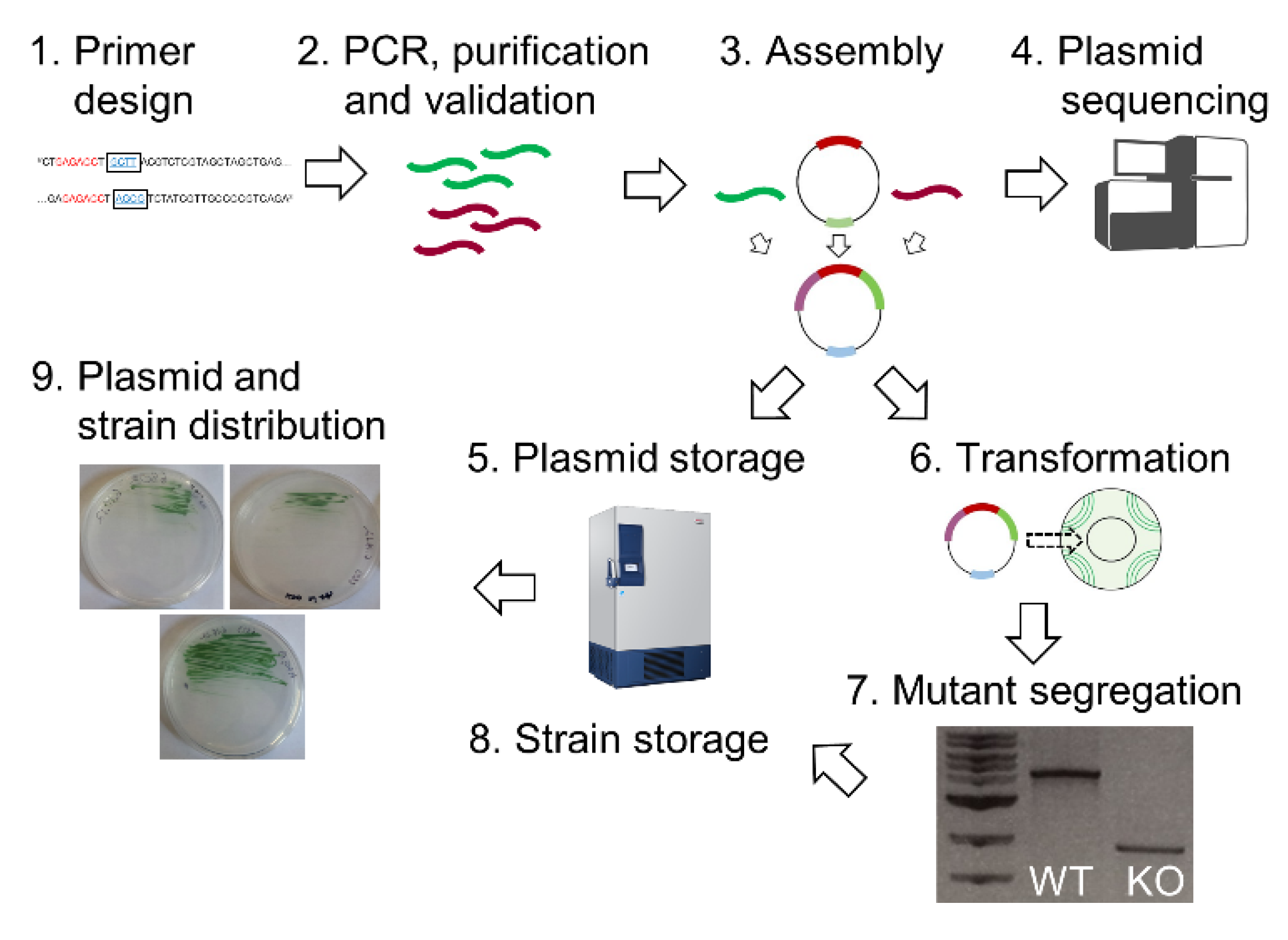 Microorganisms 07 00409 g005