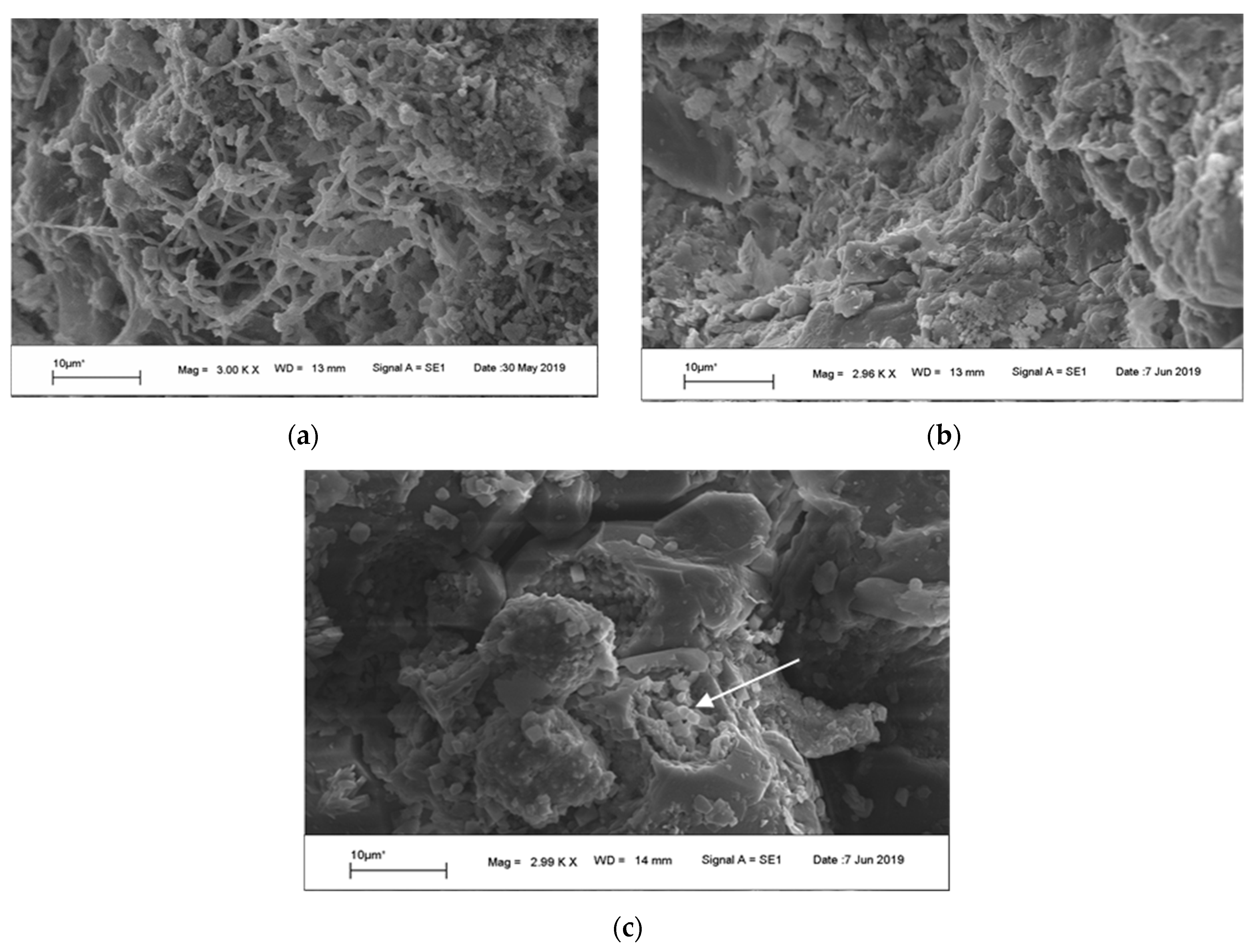 Microorganisms 07 00416 g003