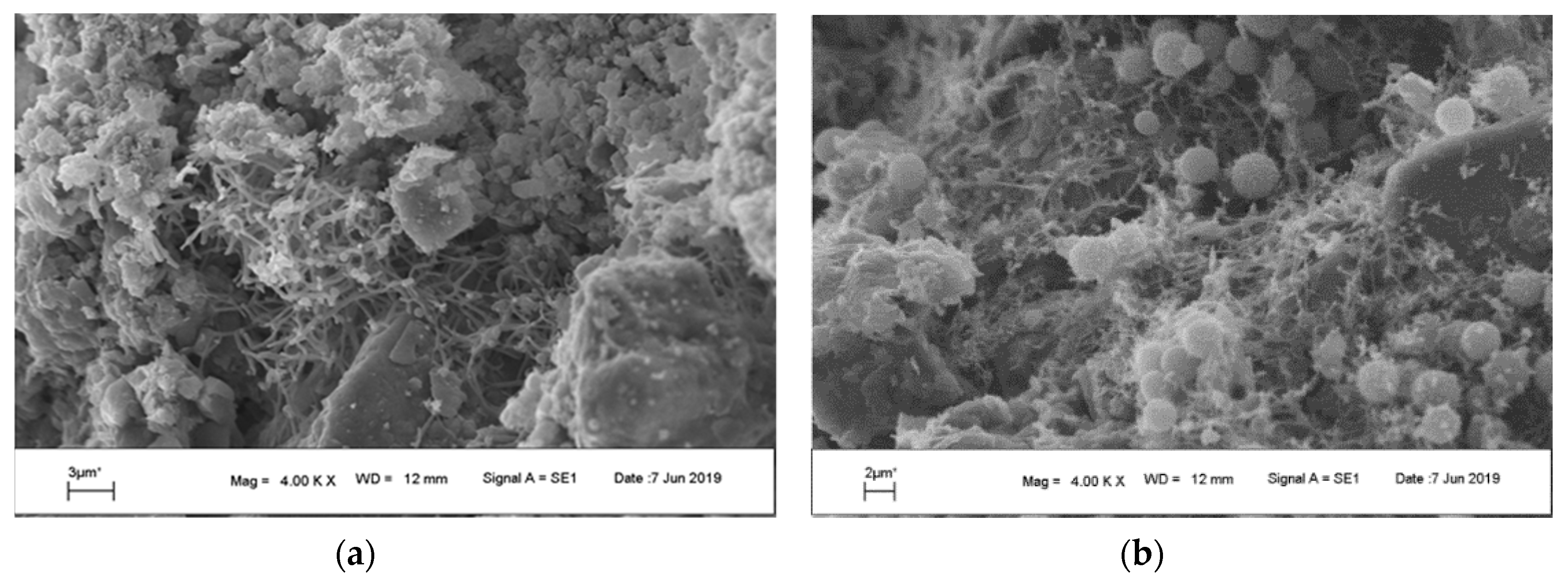 Microorganisms 07 00416 g004