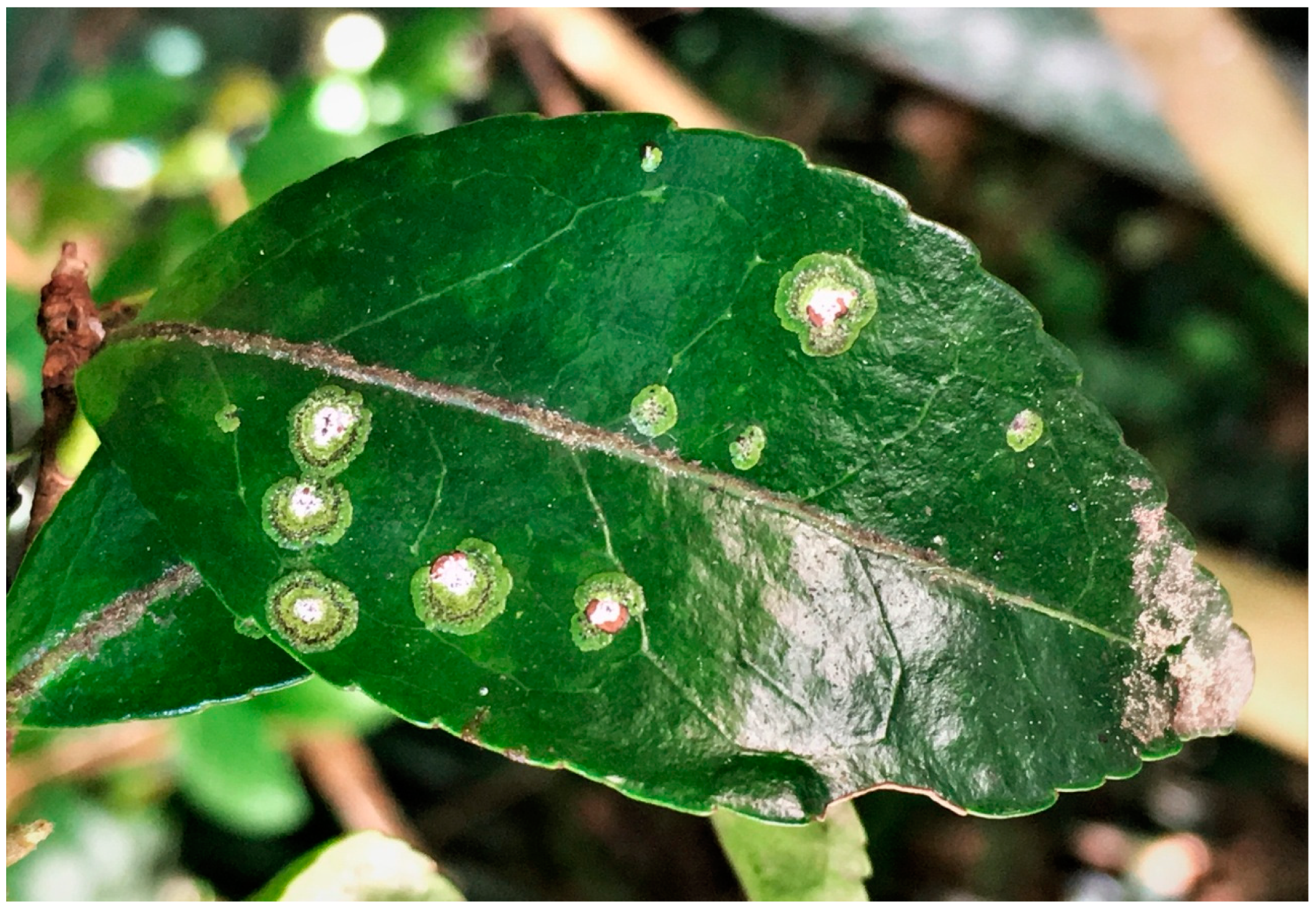 Microorganisms 07 00430 g001 Microorganisms 07 00430 g001