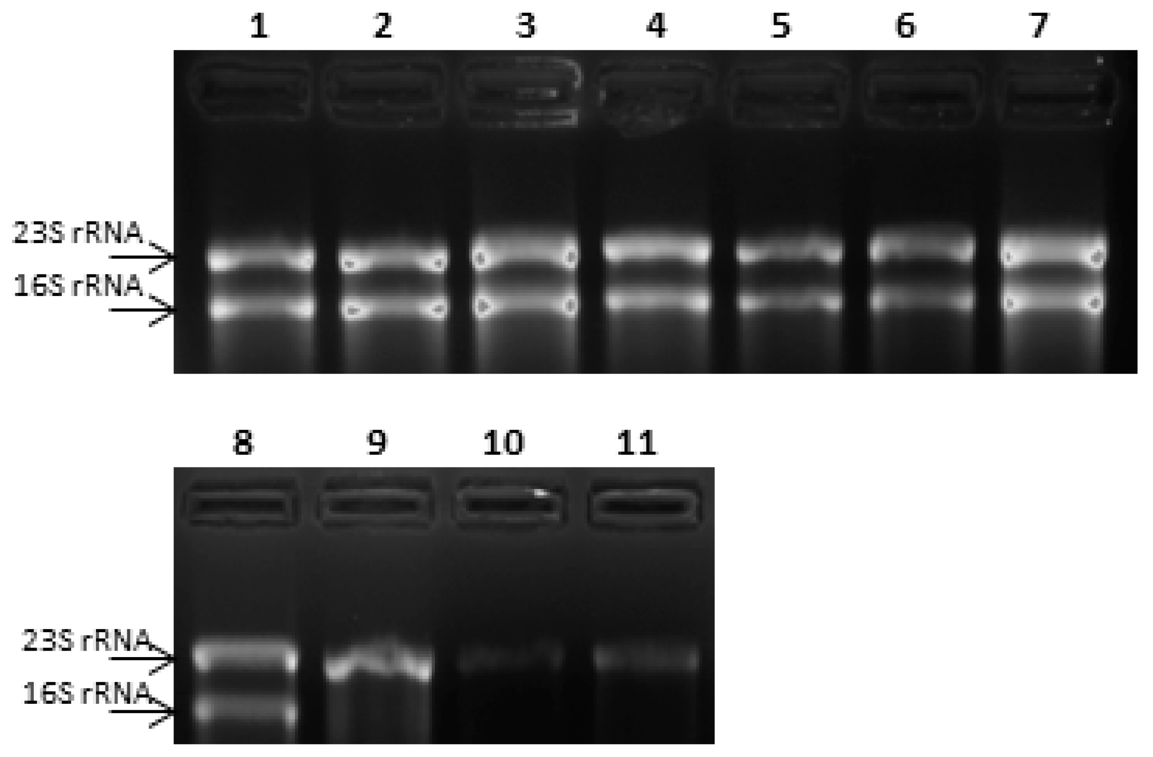 Microorganisms 07 00438 g003 Microorganisms 07 00438 g003