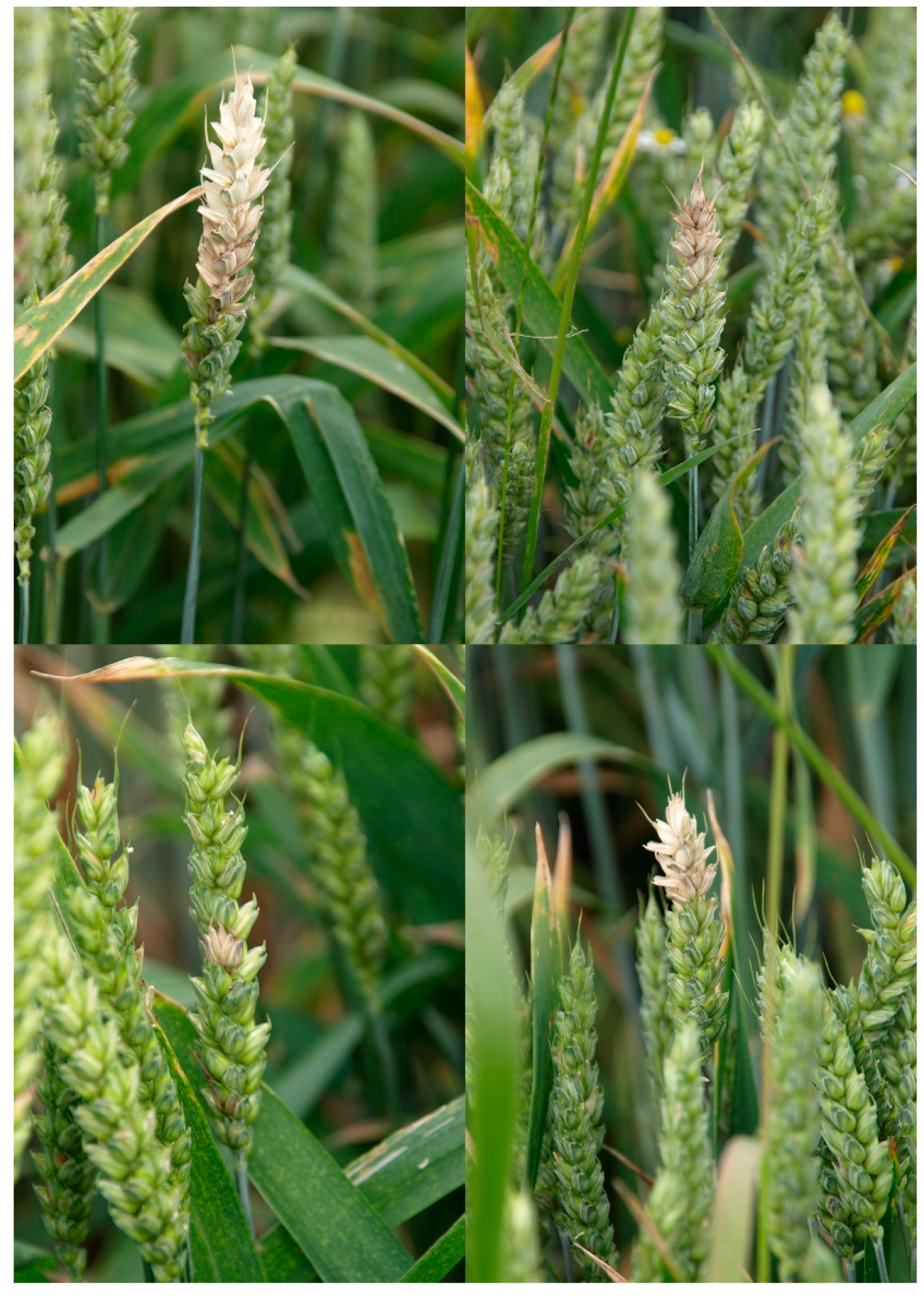 Microorganisms 07 00439 g001 Microorganisms 07 00439 g001