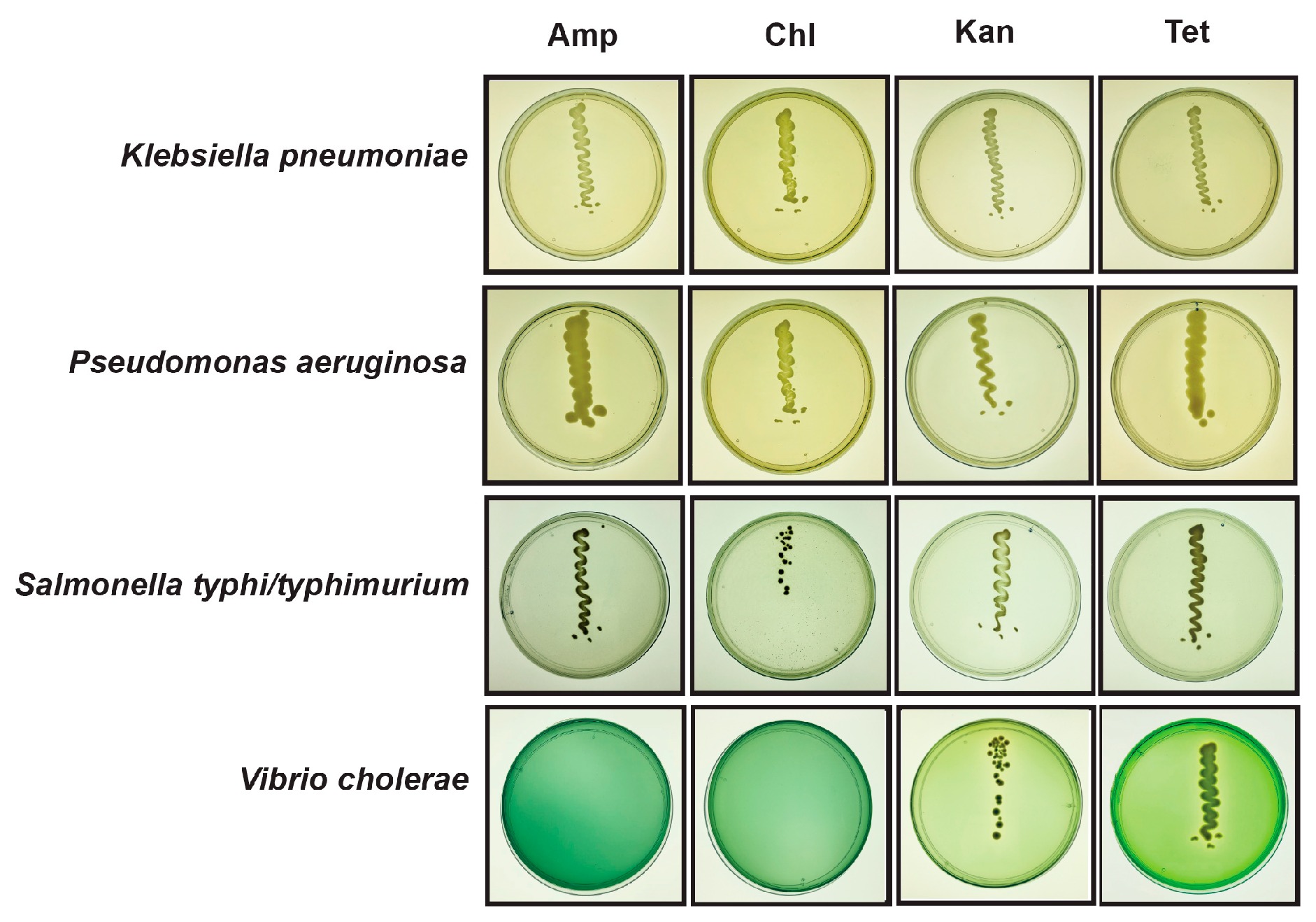 Microorganisms 07 00474 g003