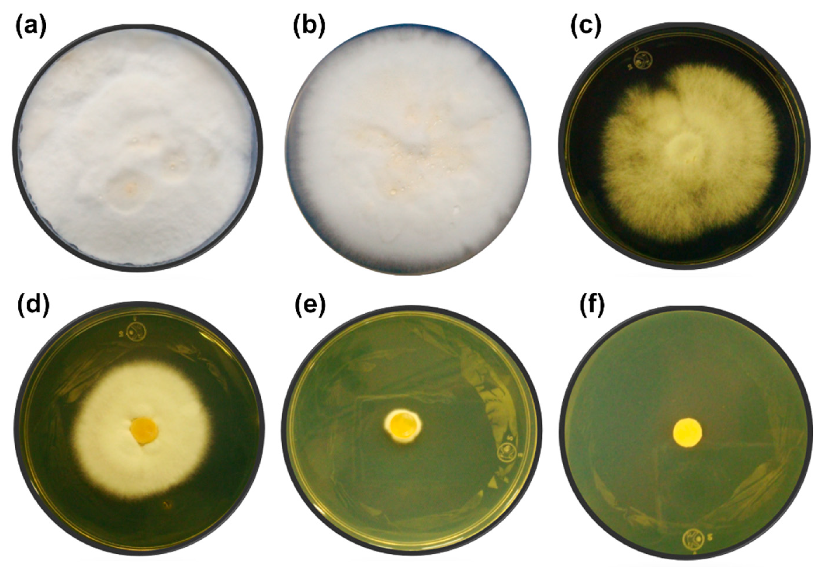 Microorganisms 07 00483 g002 Microorganisms 07 00483 g002