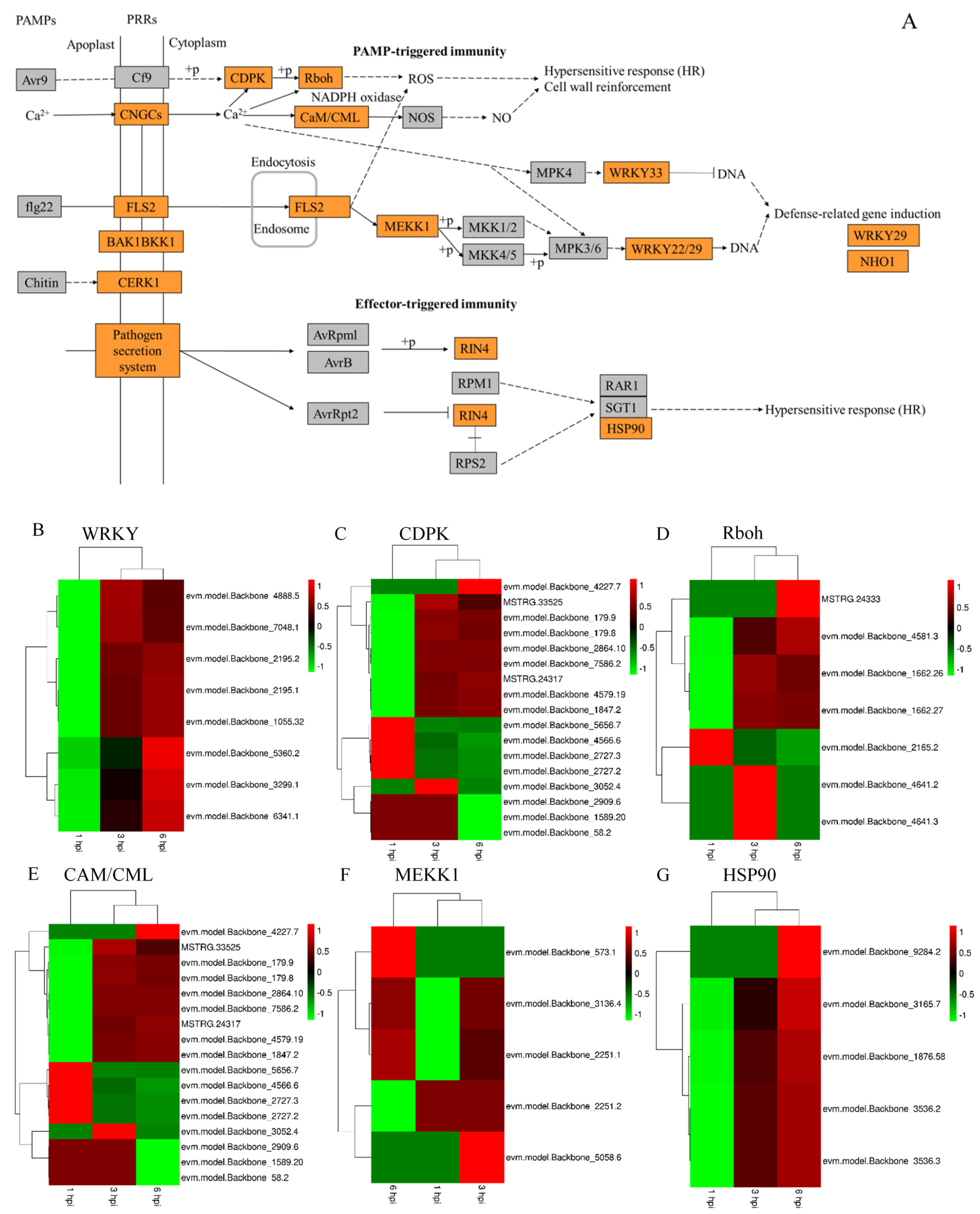 Microorganisms 07 00495 g005 Microorganisms 07 00495 g005