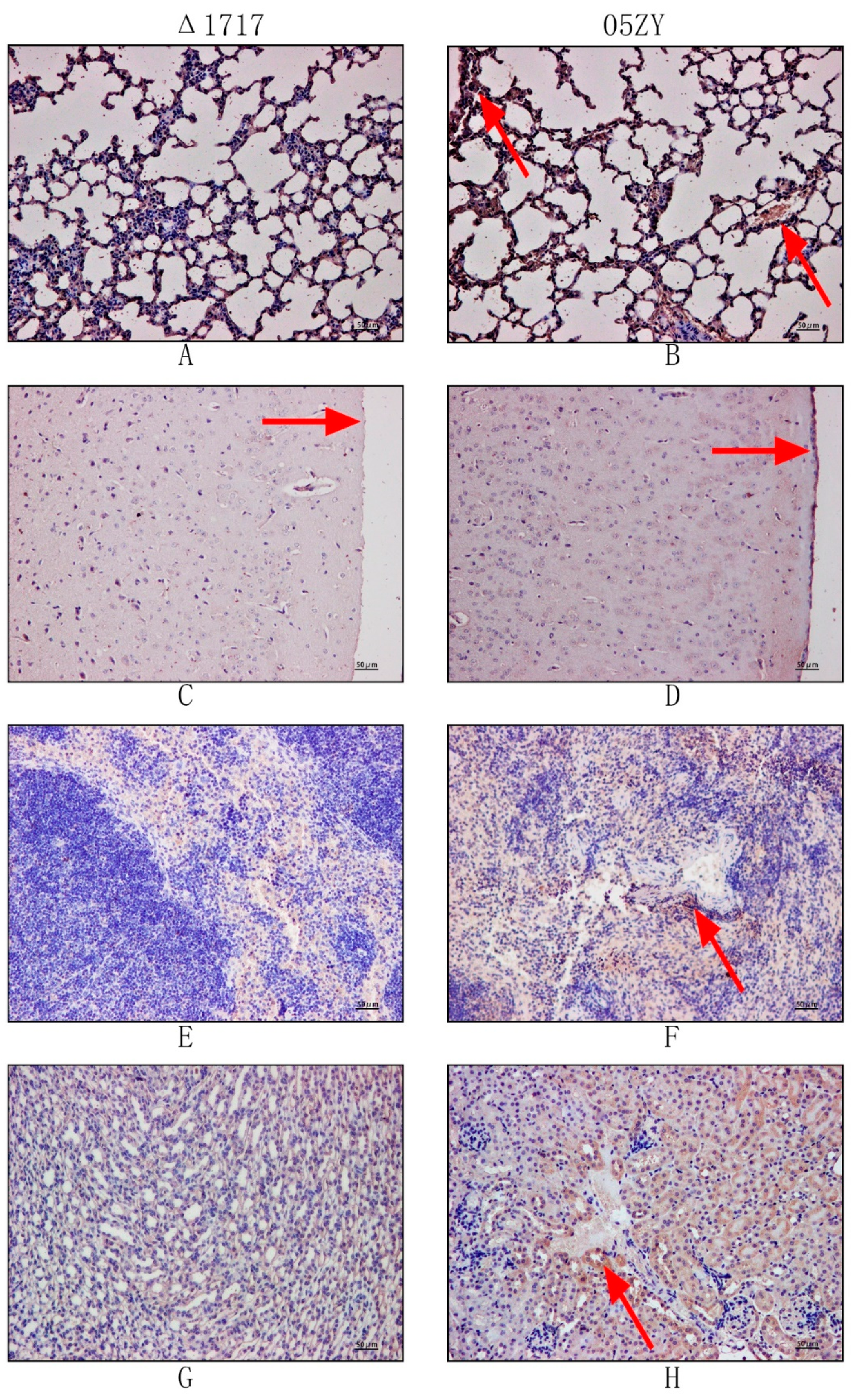 Microorganisms 07 00522 g009