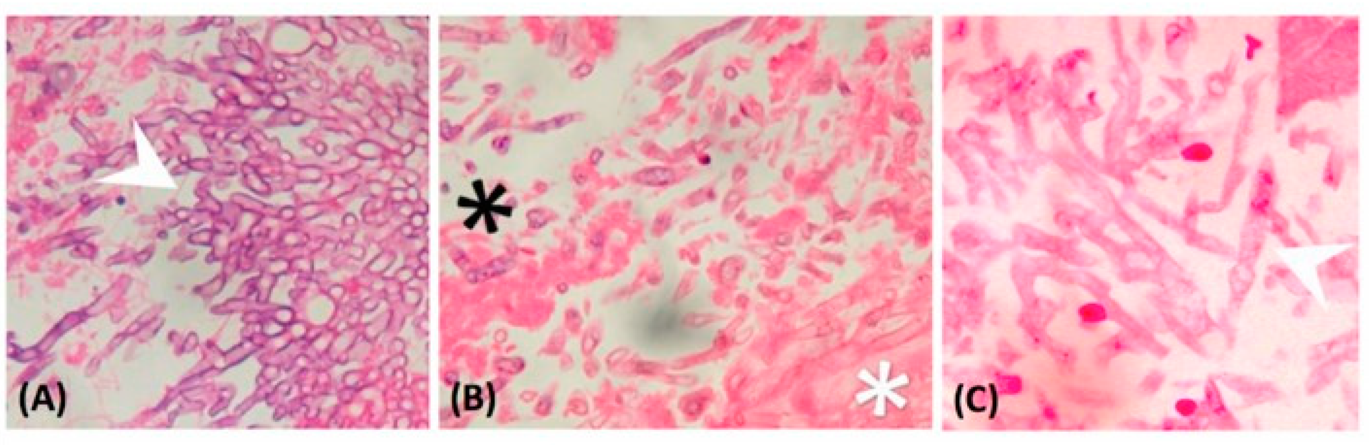 Microorganisms 07 00531 g002 Microorganisms 07 00531 g002