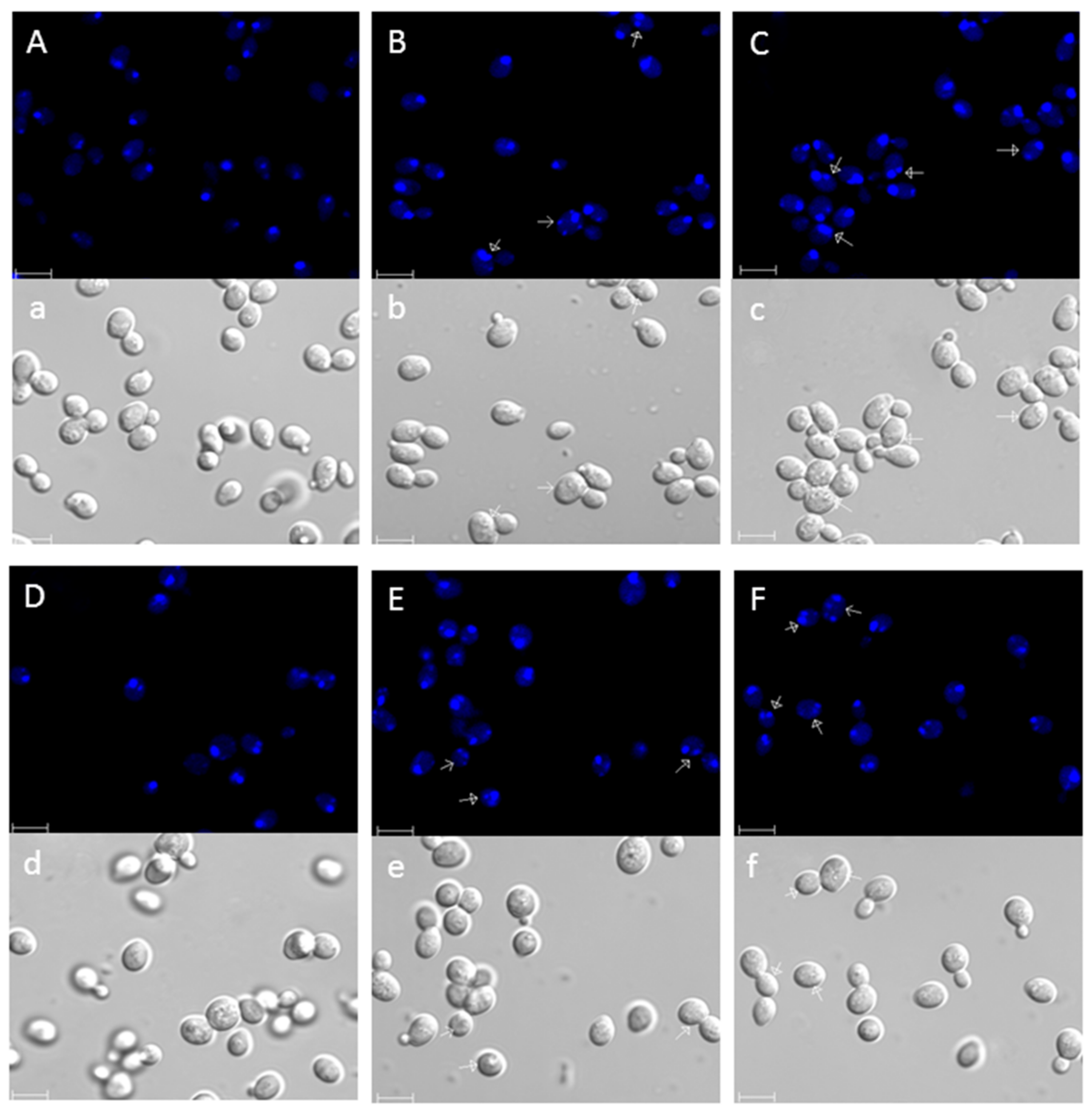 Microorganisms 07 00538 g002