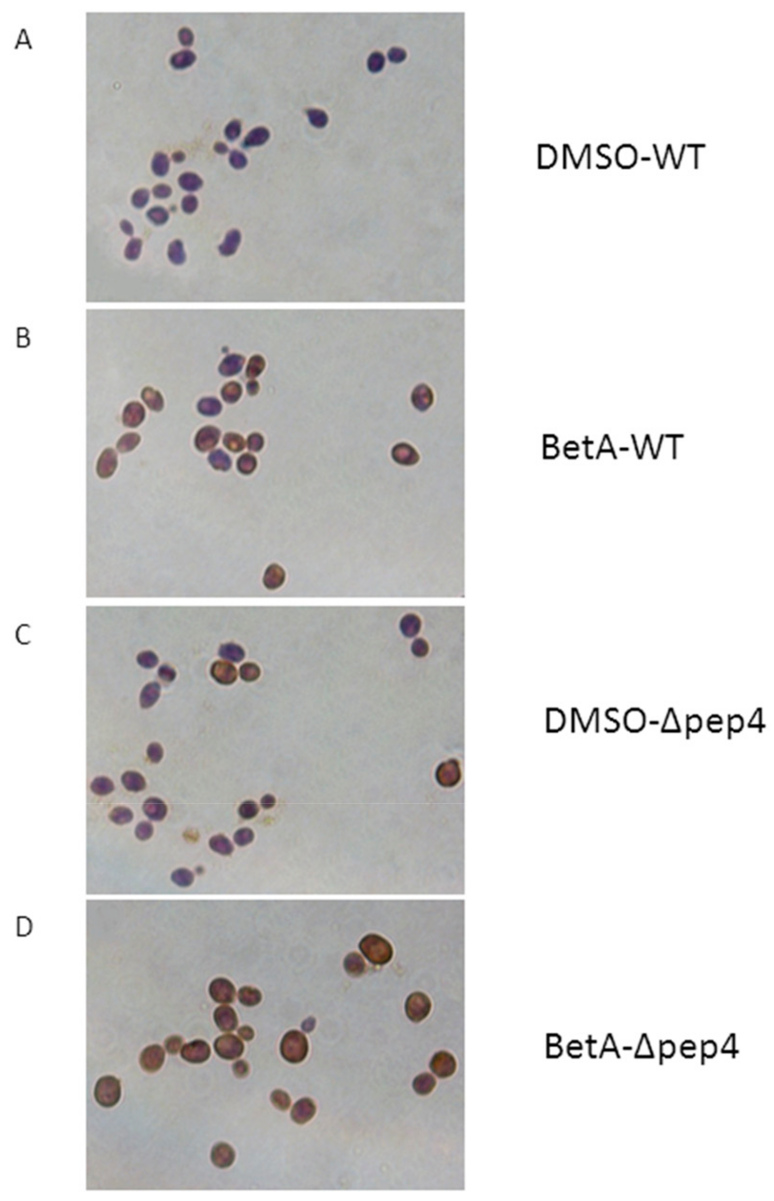 Microorganisms 07 00538 g004