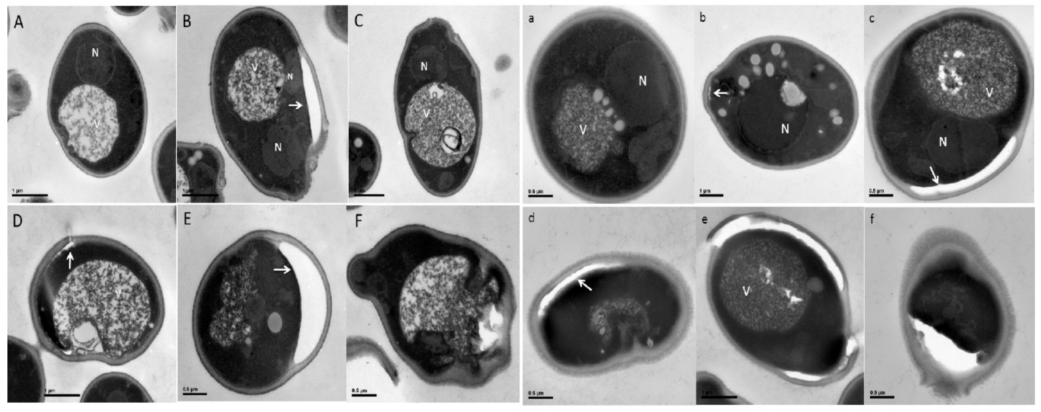 Microorganisms 07 00538 g005