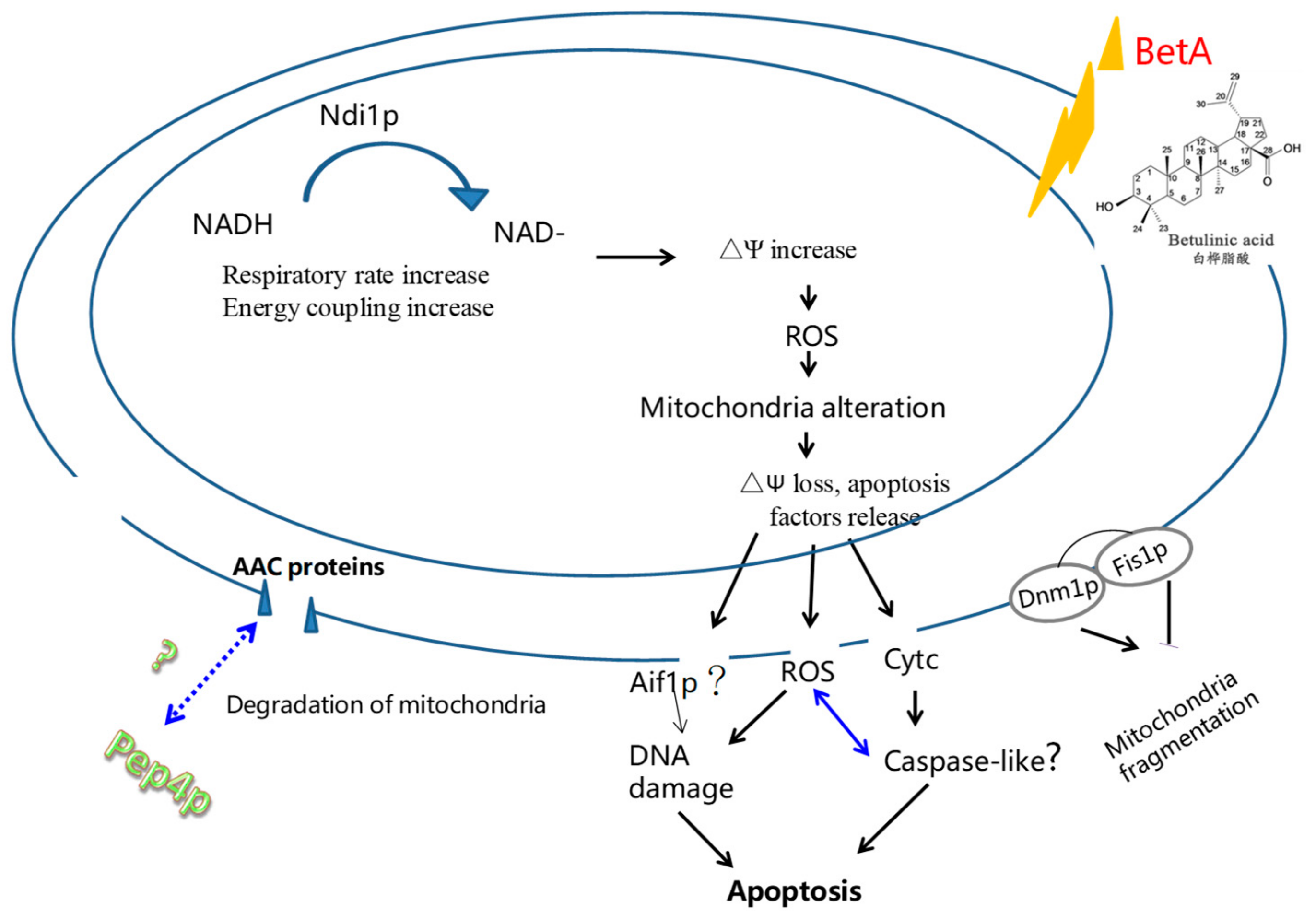 Microorganisms 07 00538 g009
