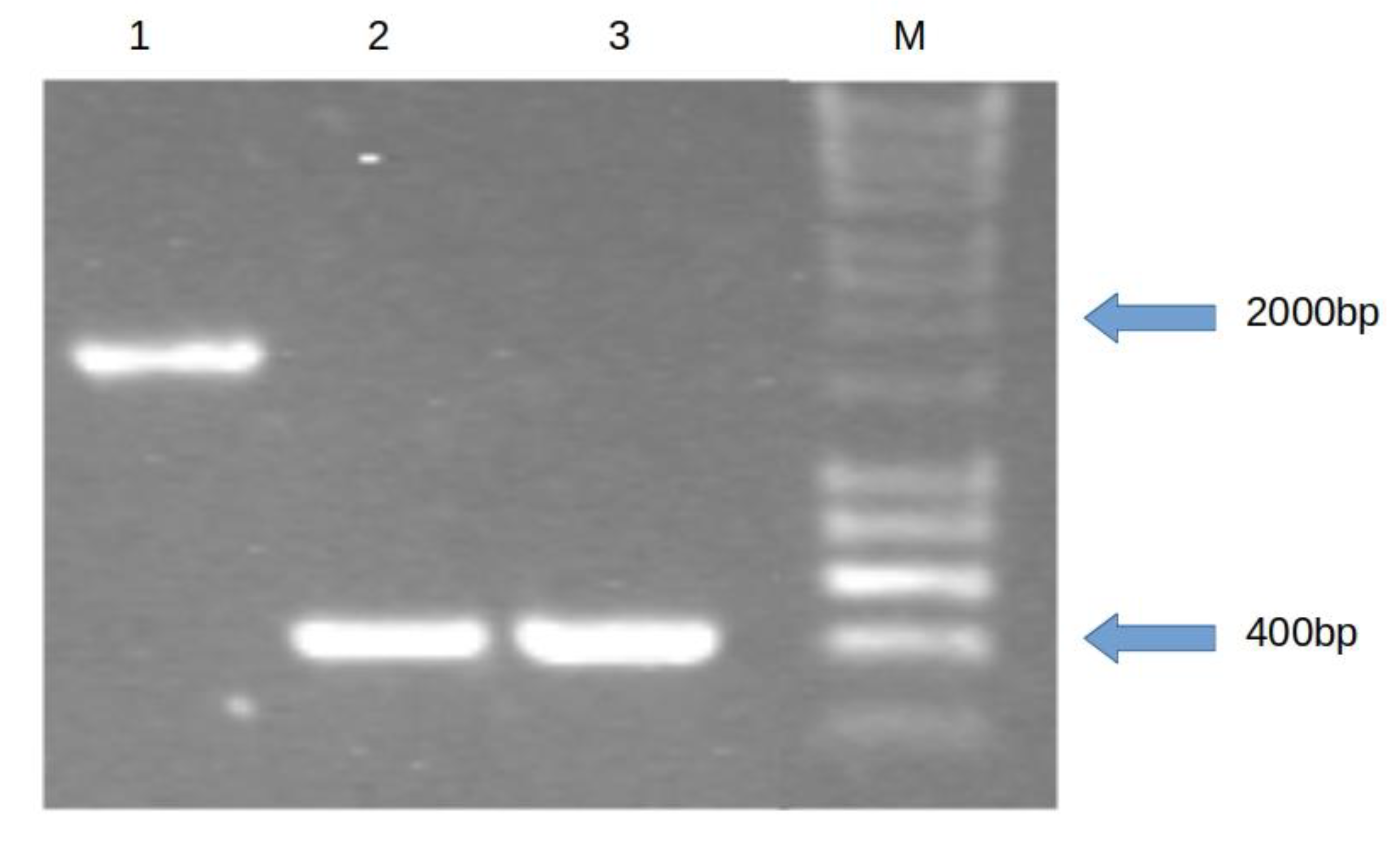 Microorganisms 07 00539 g002