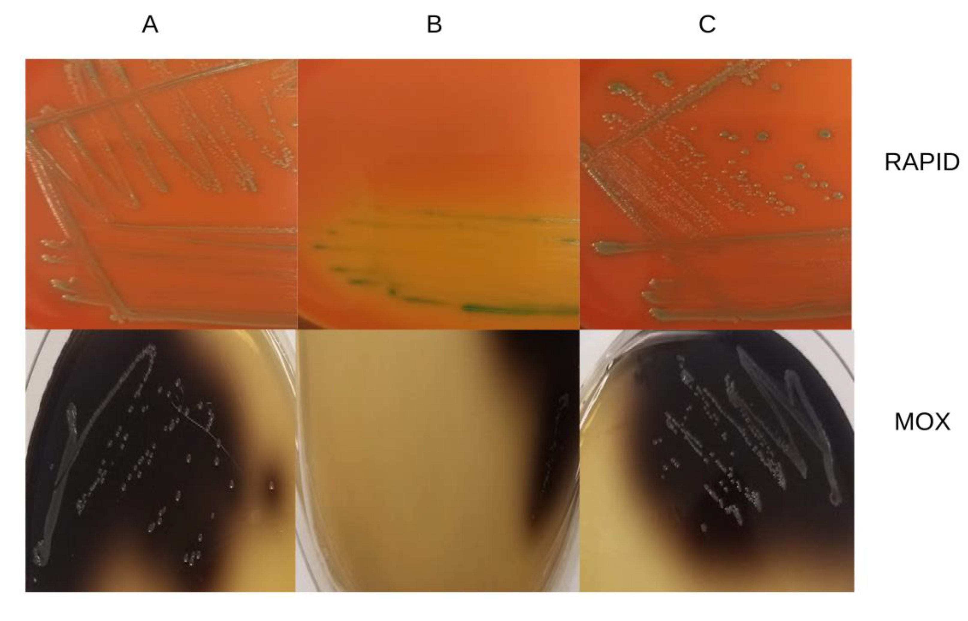 Microorganisms 07 00539 g005