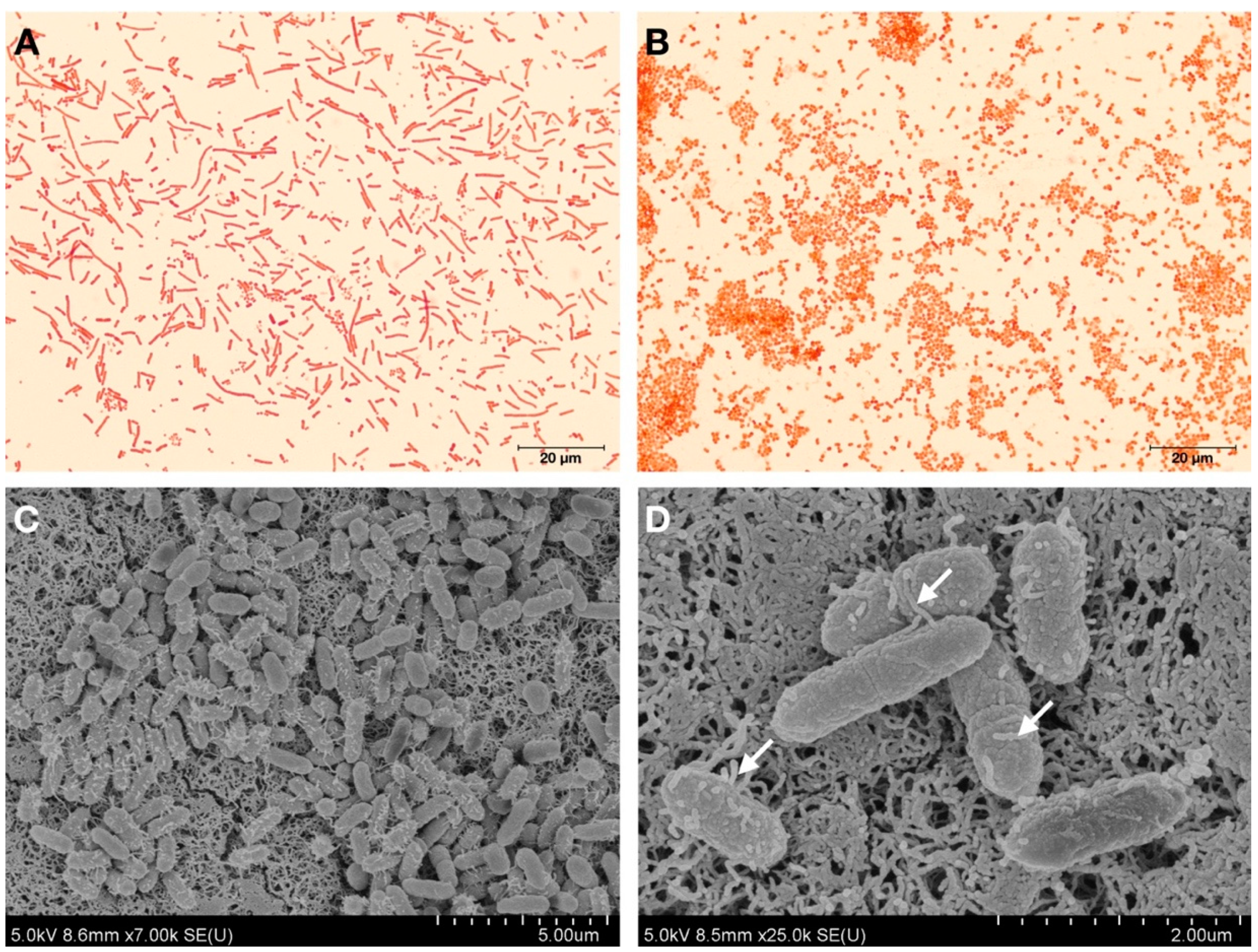 Microorganisms 07 00549 g001 Microorganisms 07 00549 g001