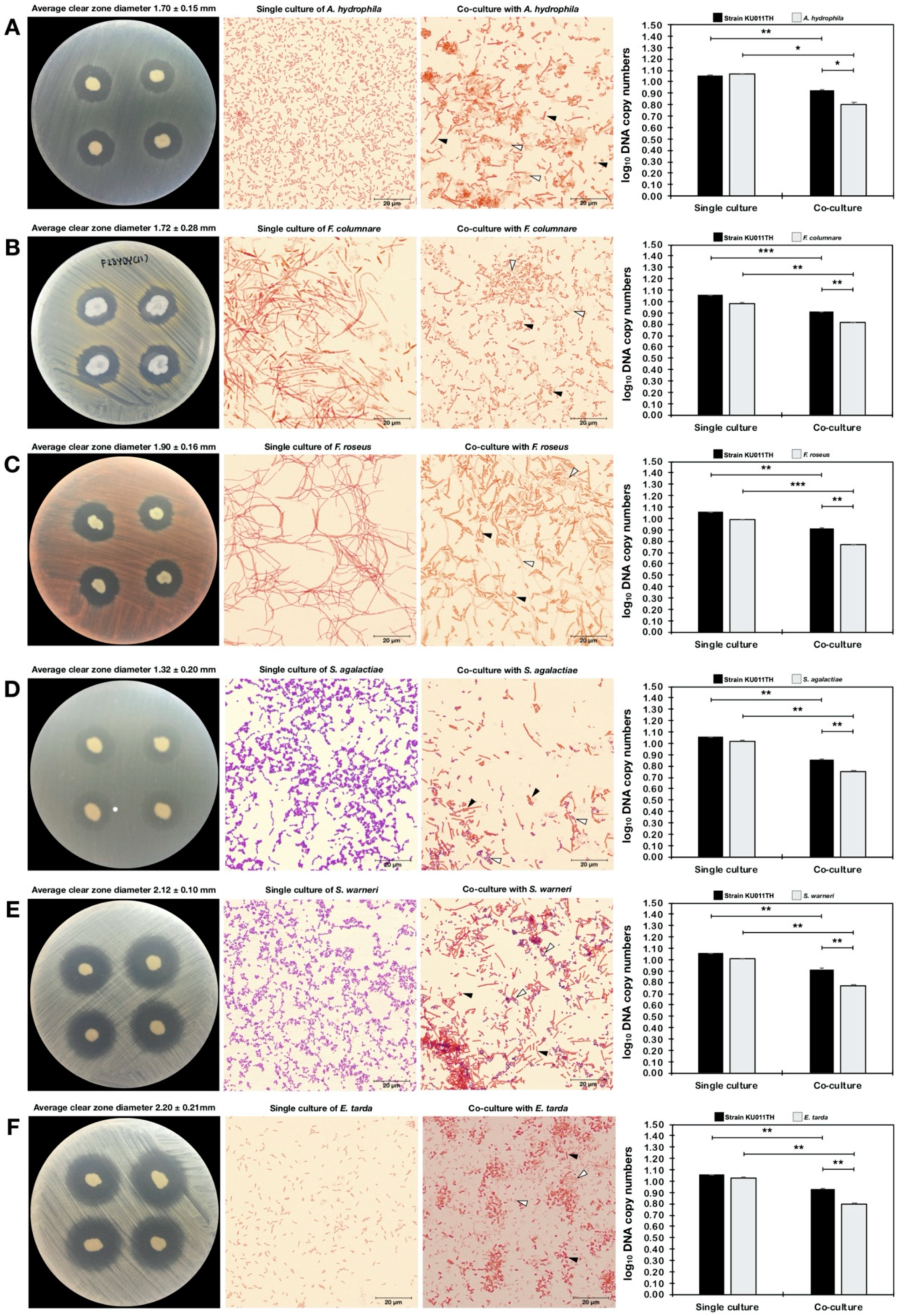 Microorganisms 07 00549 g006a Microorganisms 07 00549 g006a
