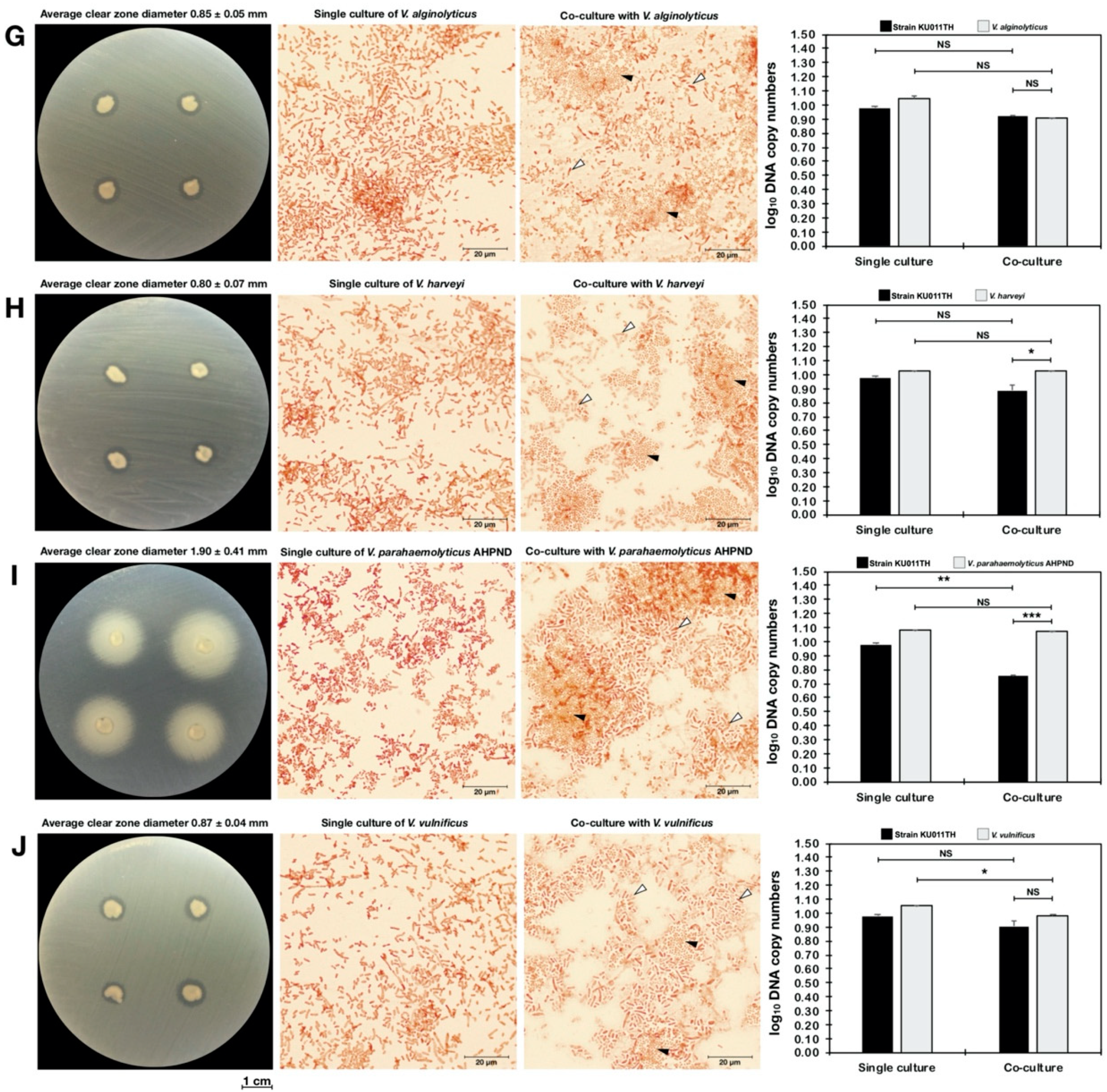 Microorganisms 07 00549 g006b Microorganisms 07 00549 g006b