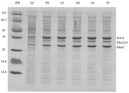 Microorganisms 07 00553 g0a1