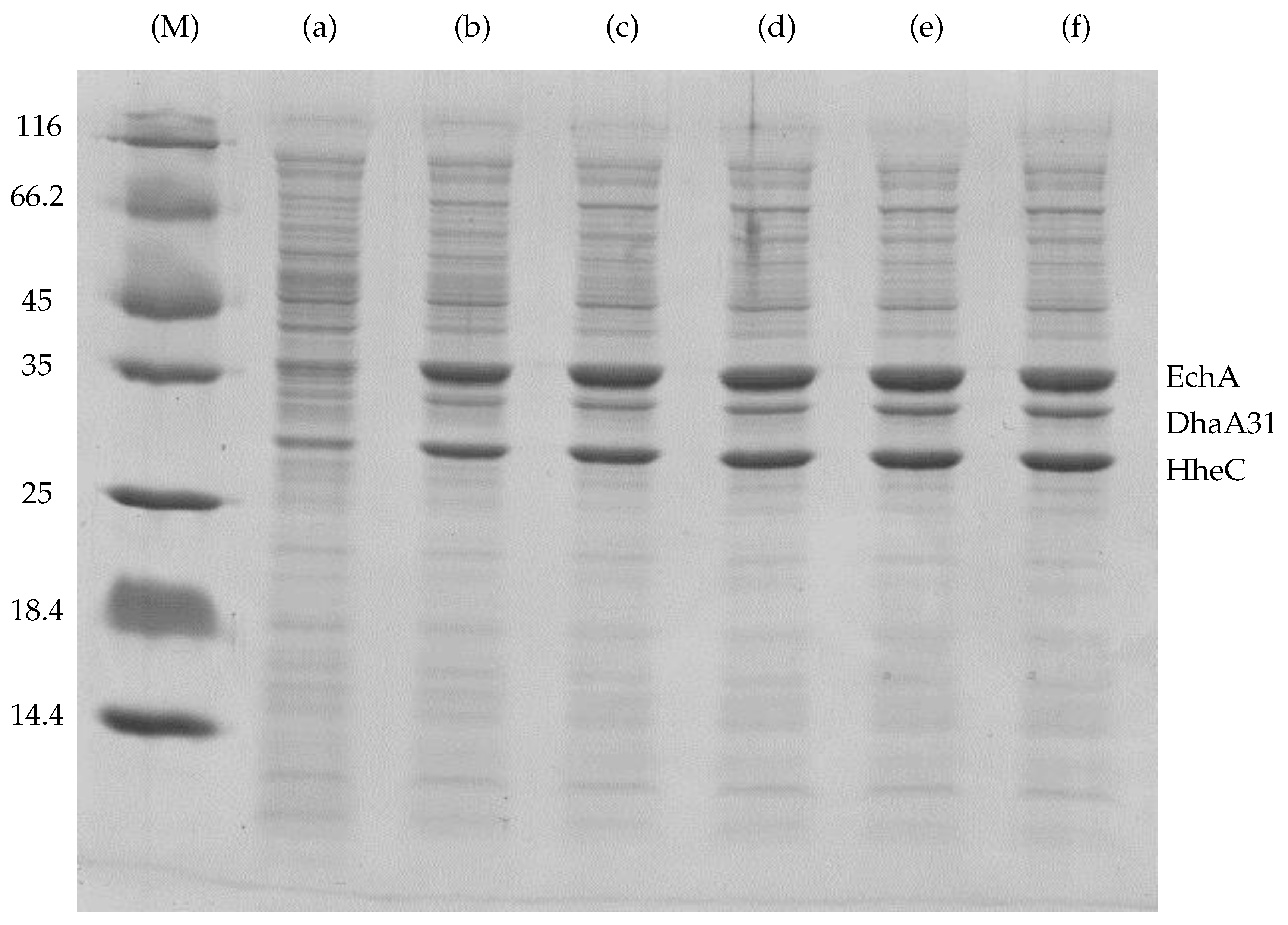 Microorganisms 07 00553 g0a1