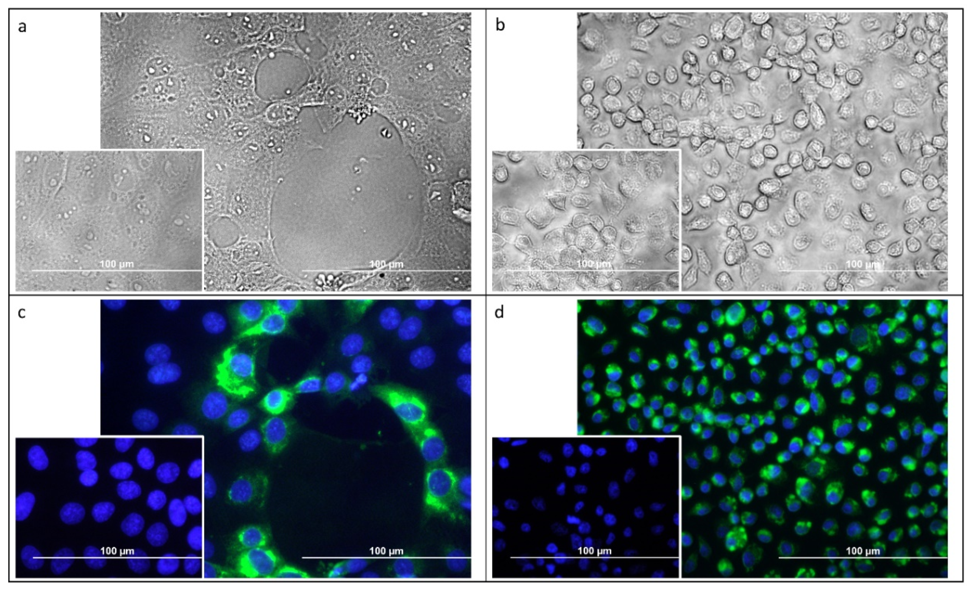 Microorganisms 07 00568 g004