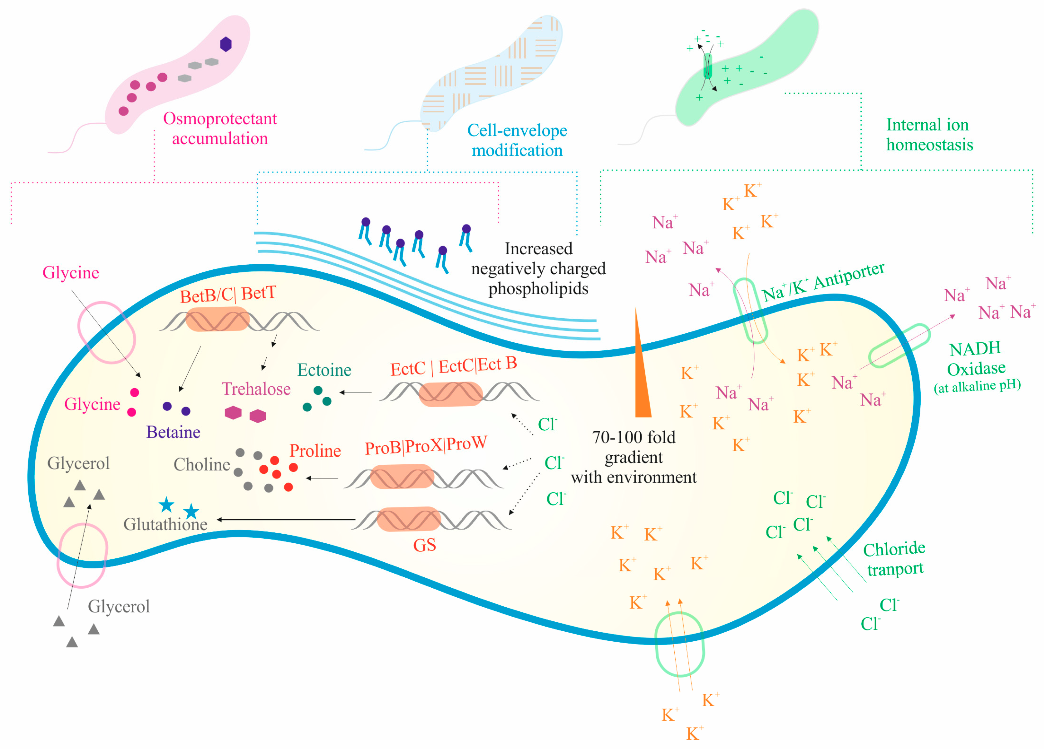 Microorganisms 07 00577 g003