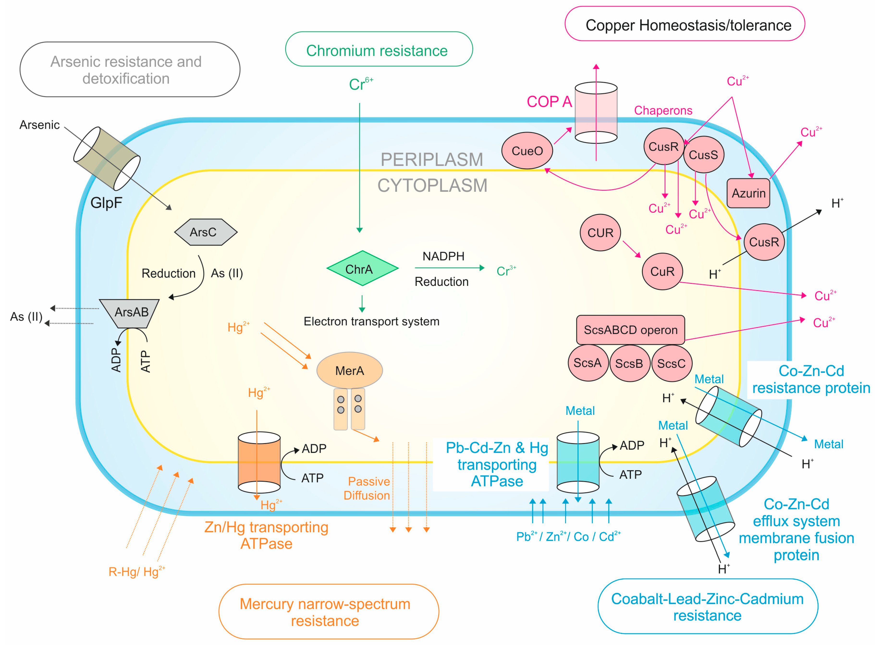 Microorganisms 07 00577 g006