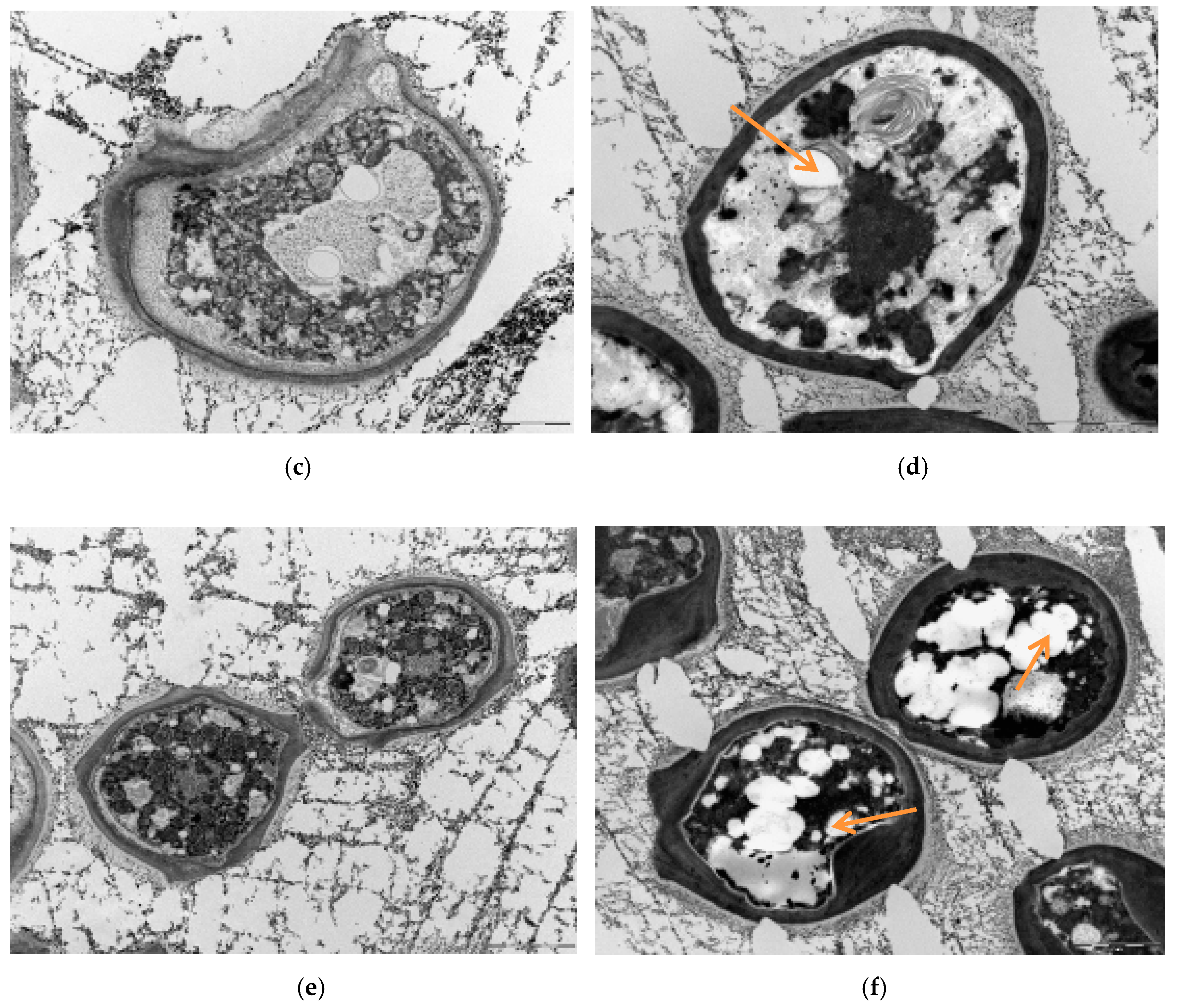 Microorganisms 07 00578 g008b