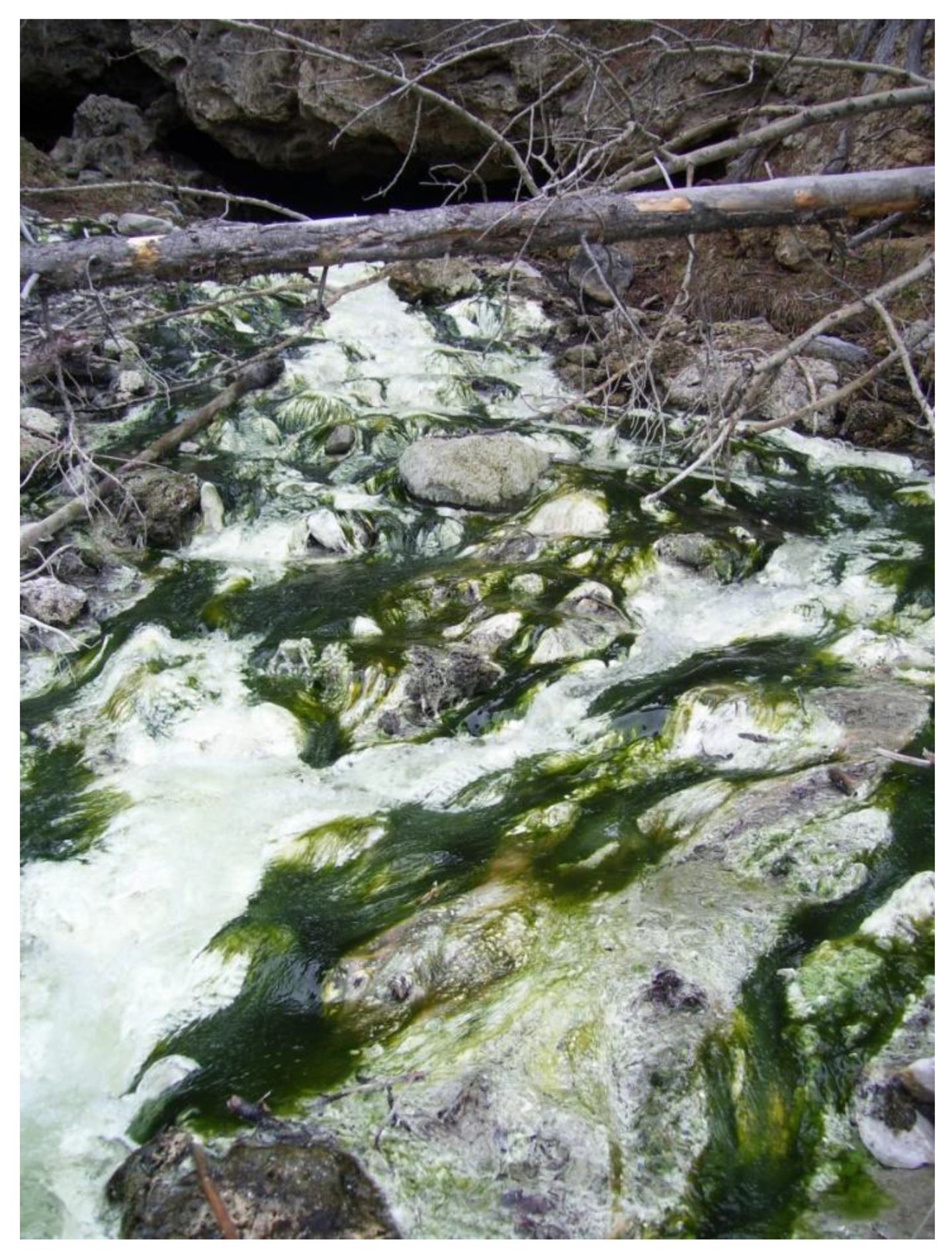 Microorganisms 07 00601 g002