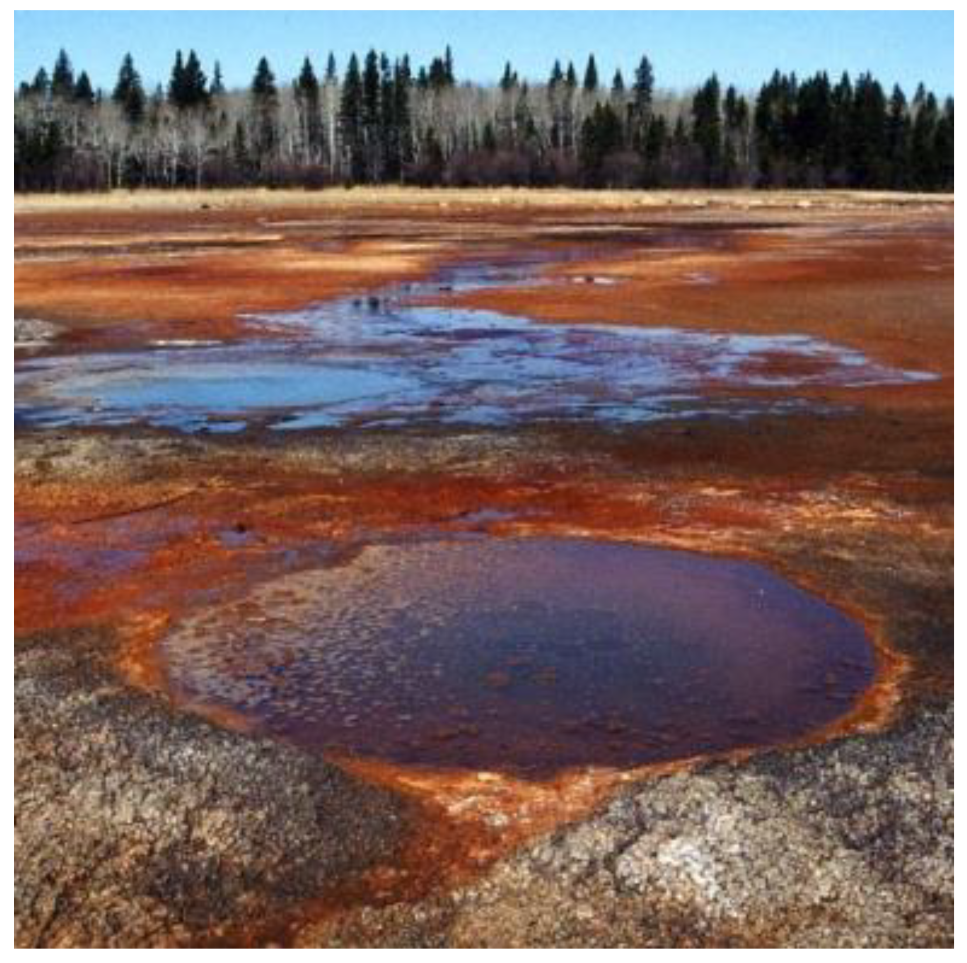 Microorganisms 07 00601 g003