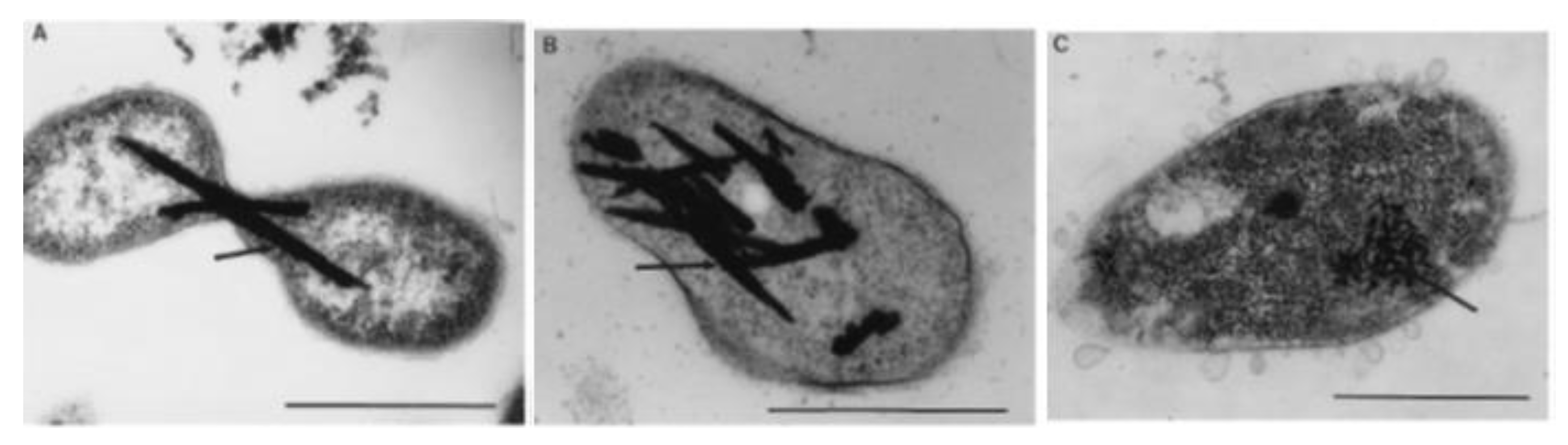 Microorganisms 07 00601 g008