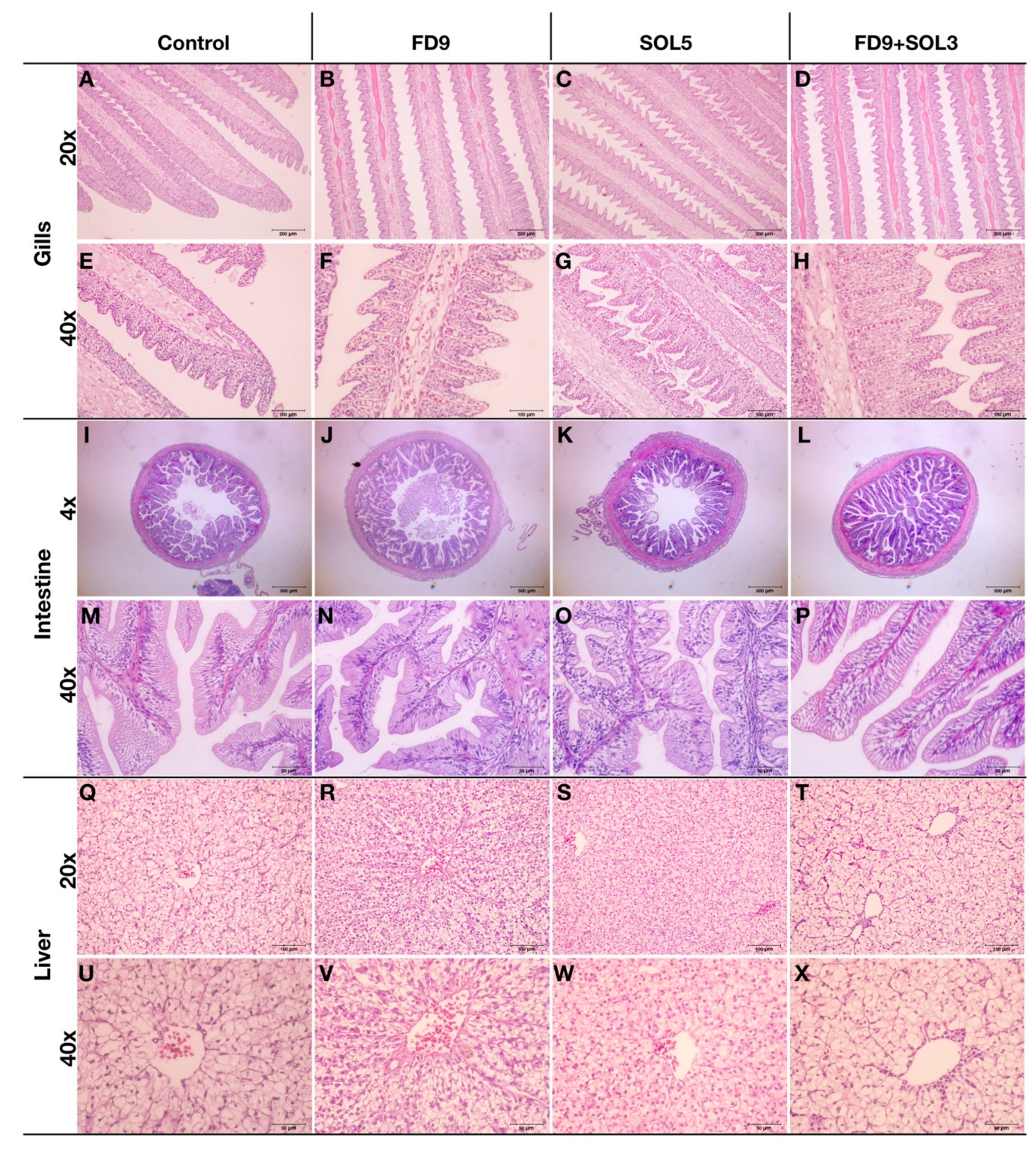 Microorganisms 07 00613 g007