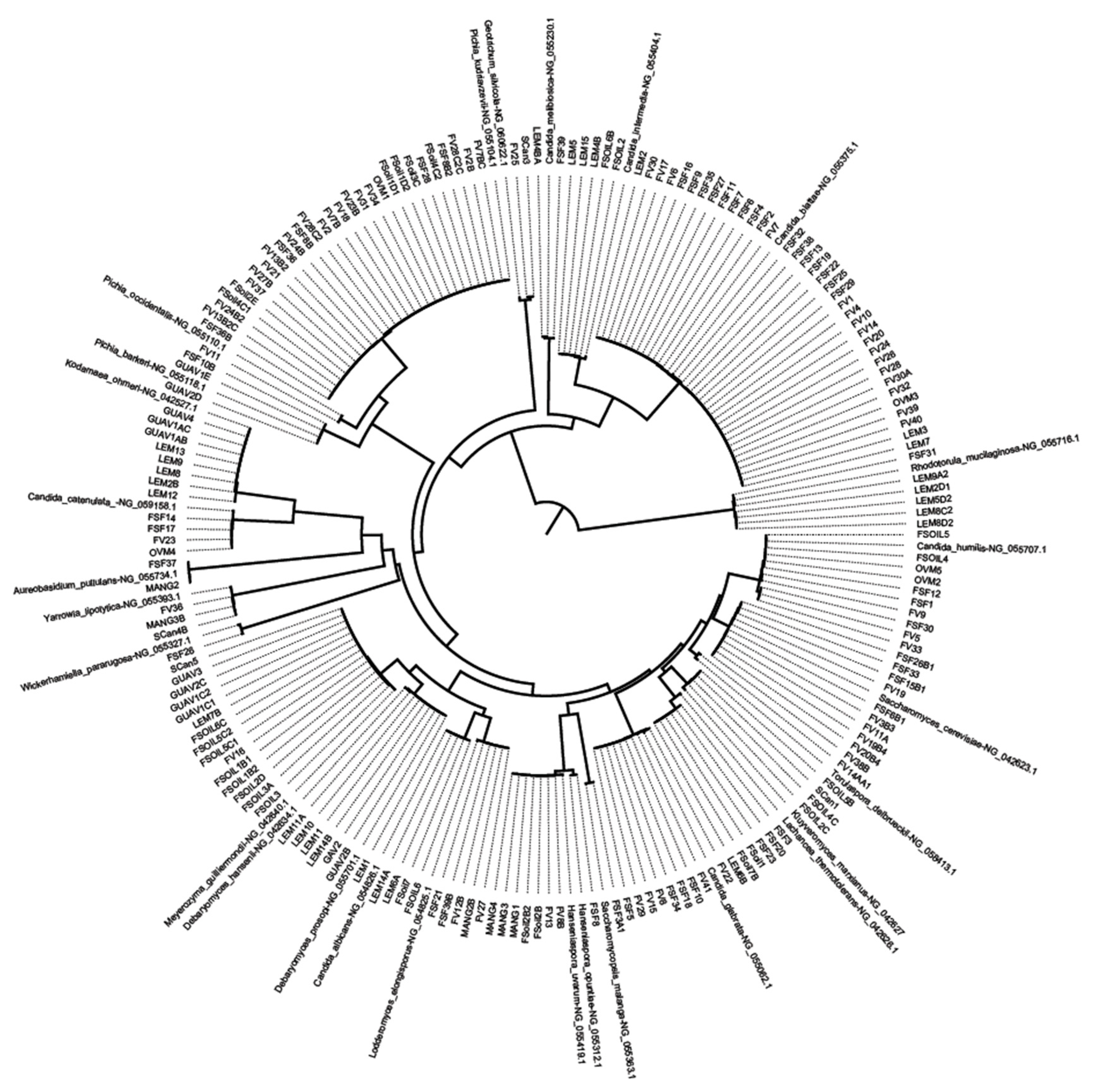 Microorganisms 07 00633 g001