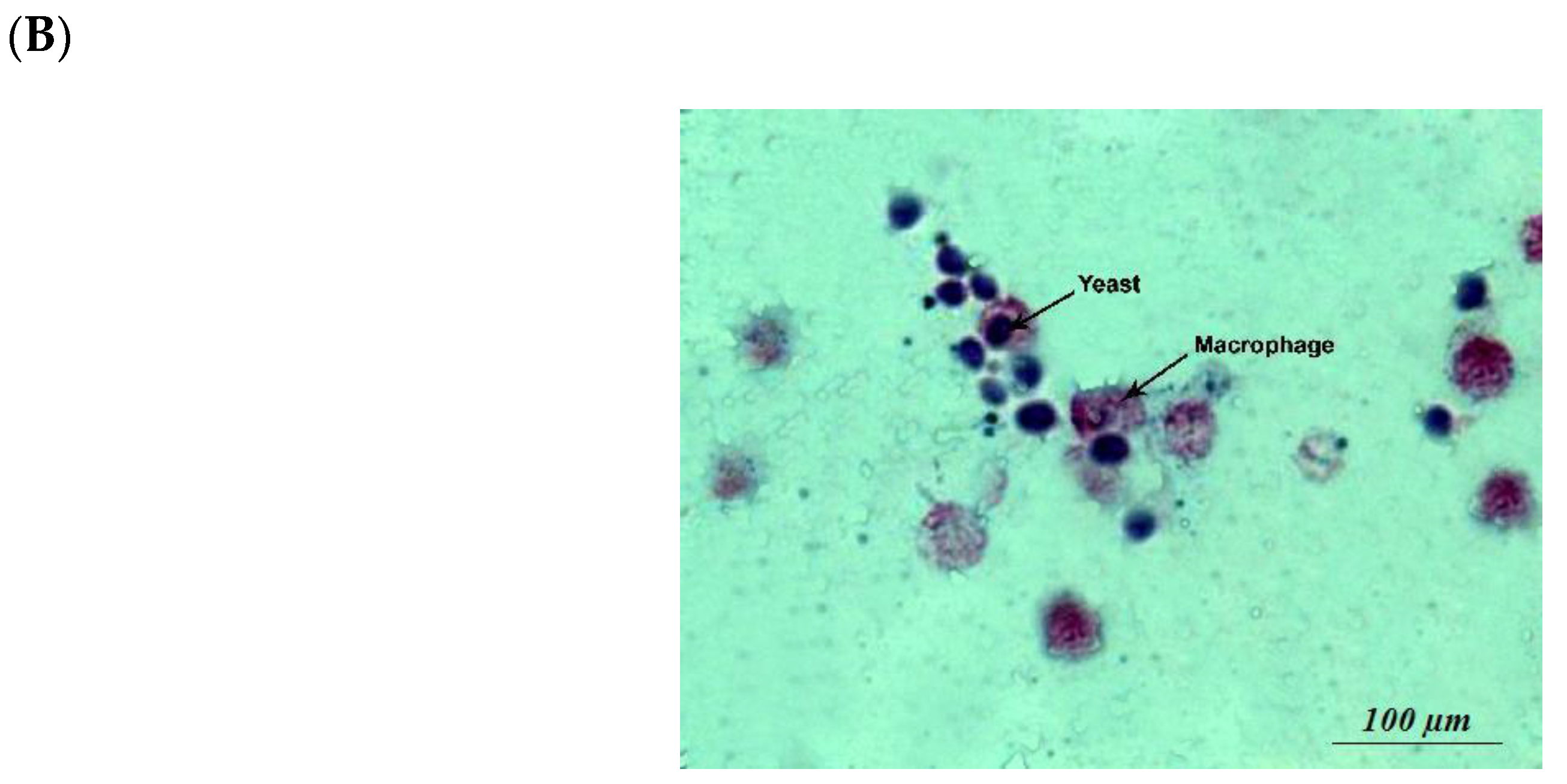 Microorganisms 07 00659 g006b