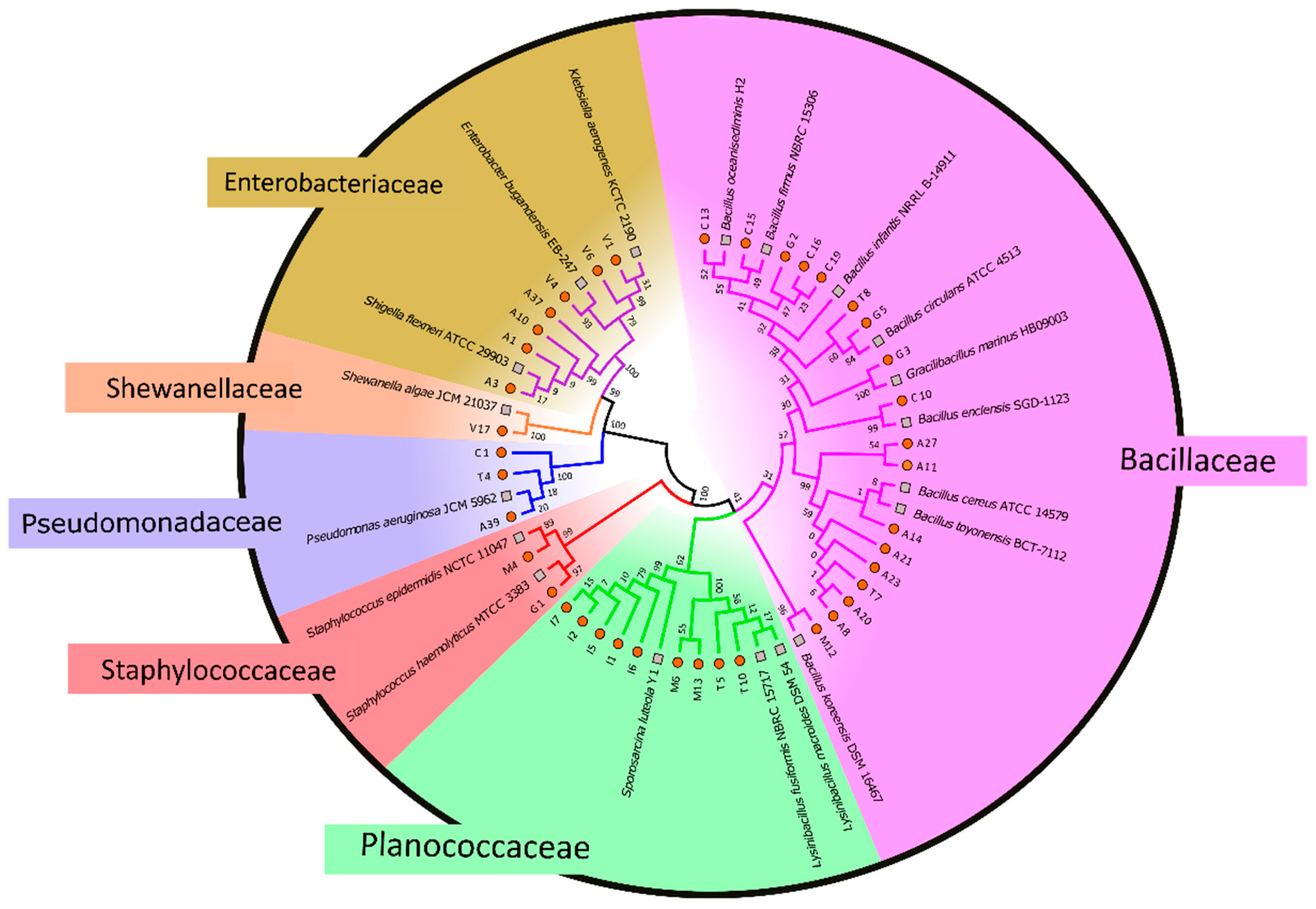 Microorganisms 07 00678 g002