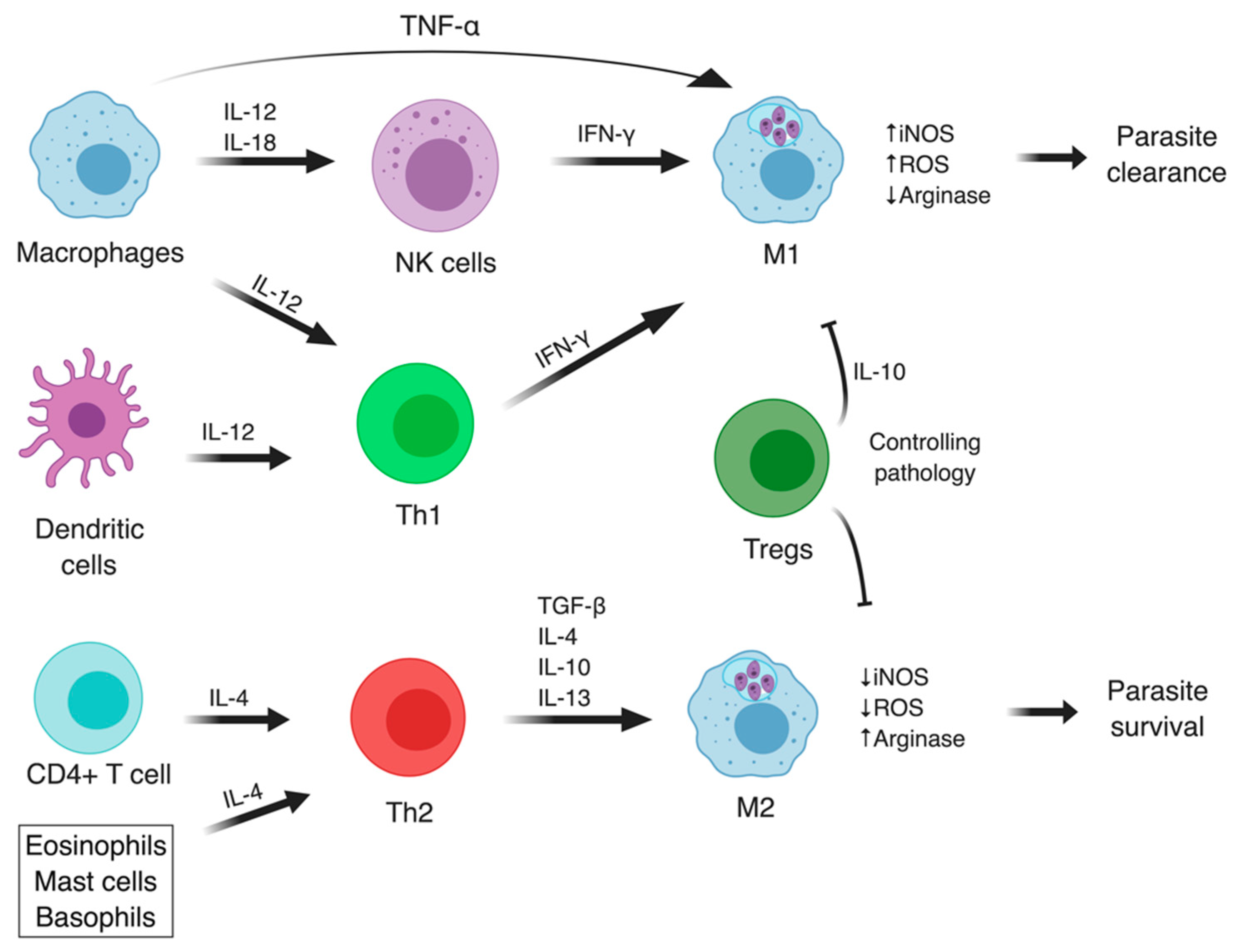 Microorganisms 07 00695 g002