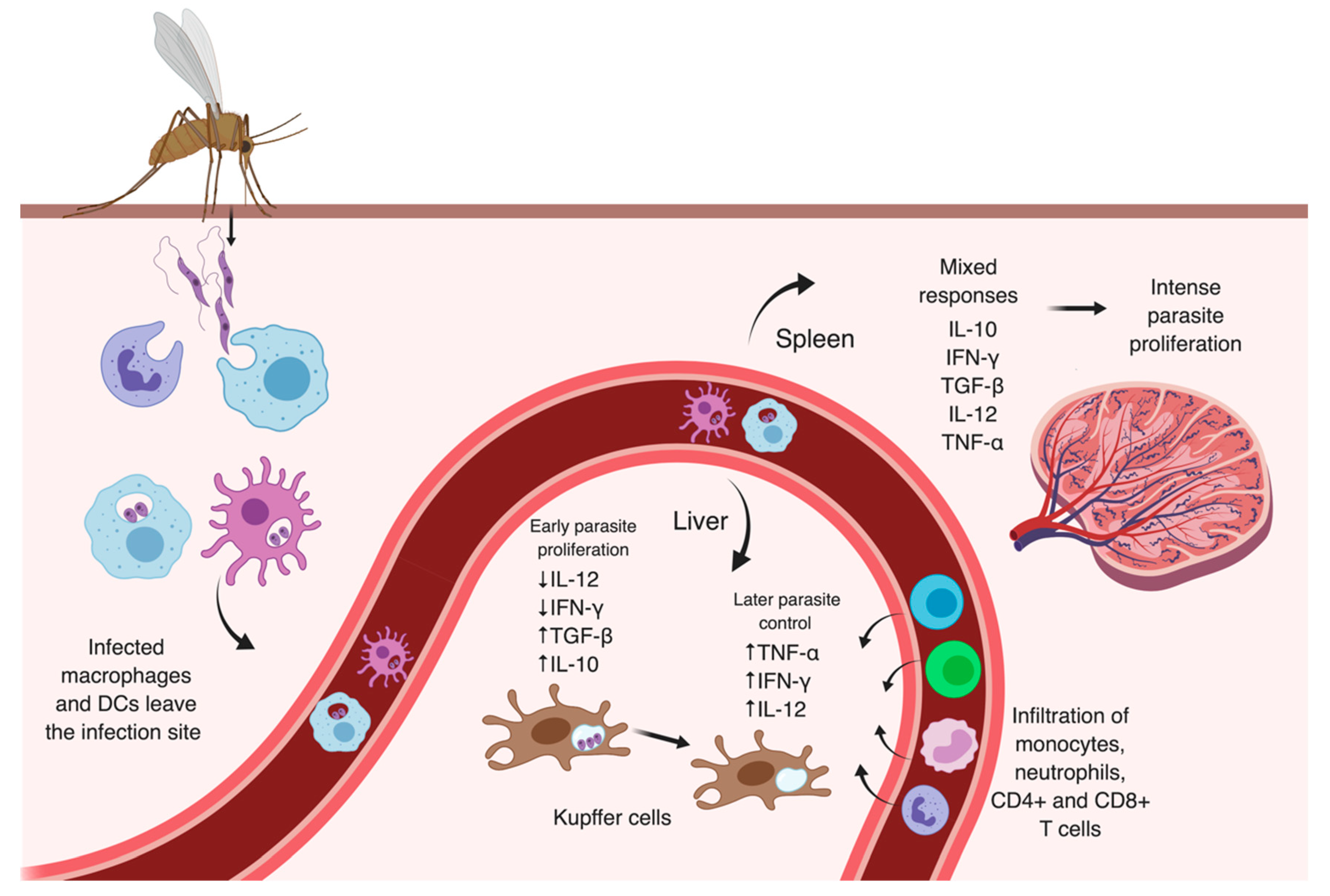 Microorganisms 07 00695 g004