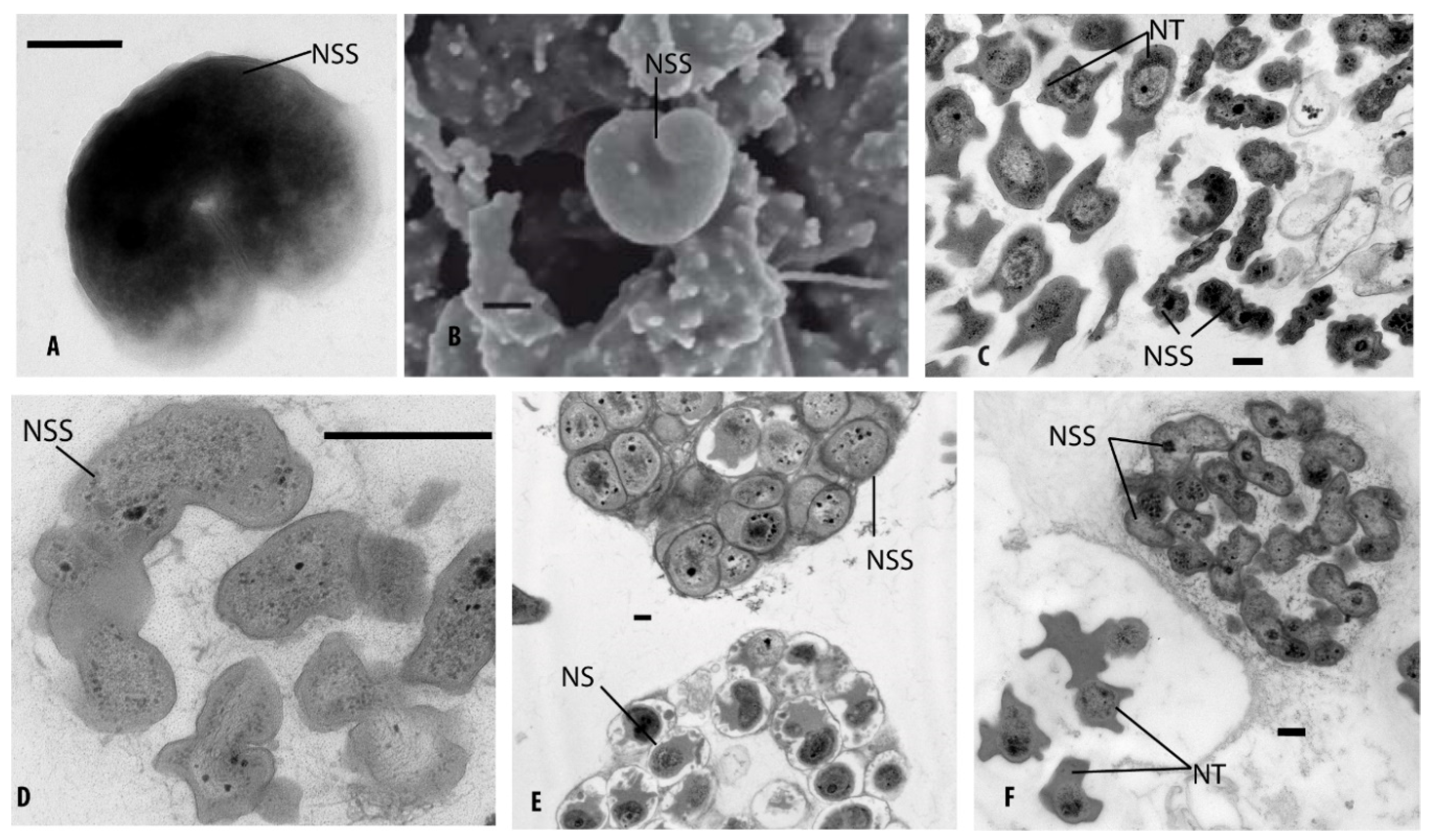 Microorganisms 07 00699 g007 Microorganisms 07 00699 g007