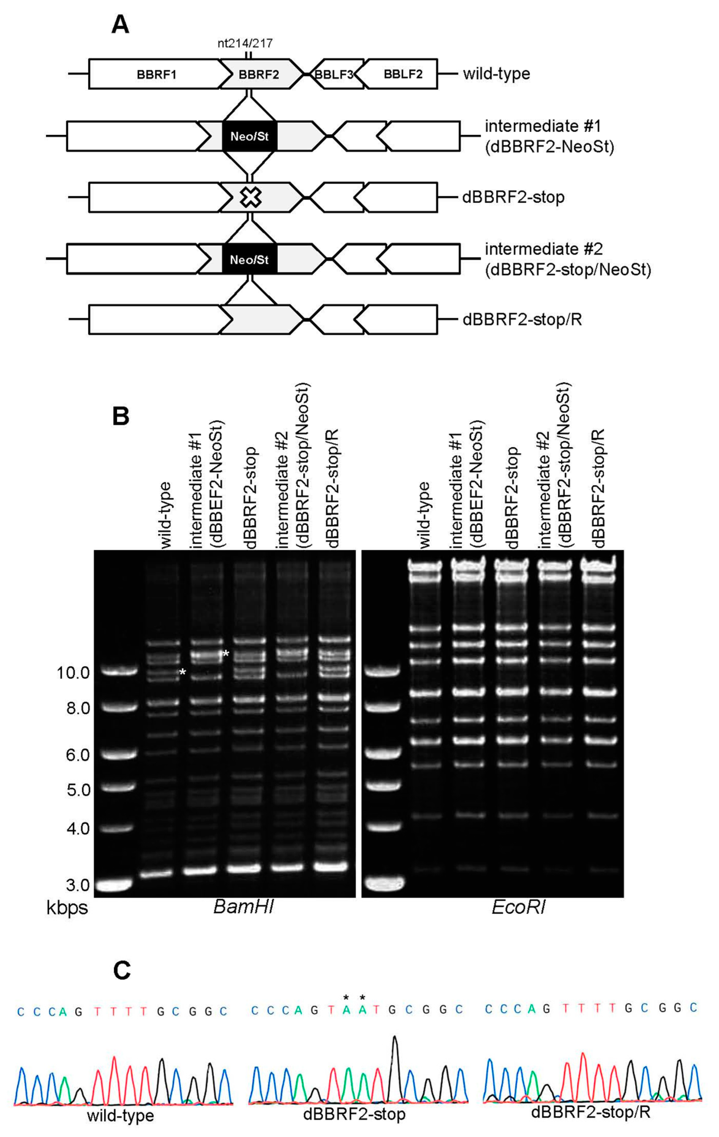 Microorganisms 07 00705 g001