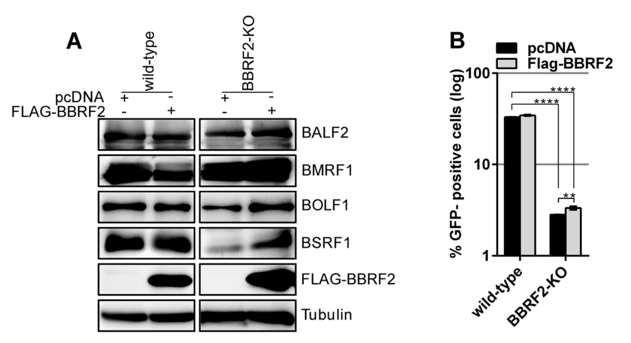 Microorganisms 07 00705 g004