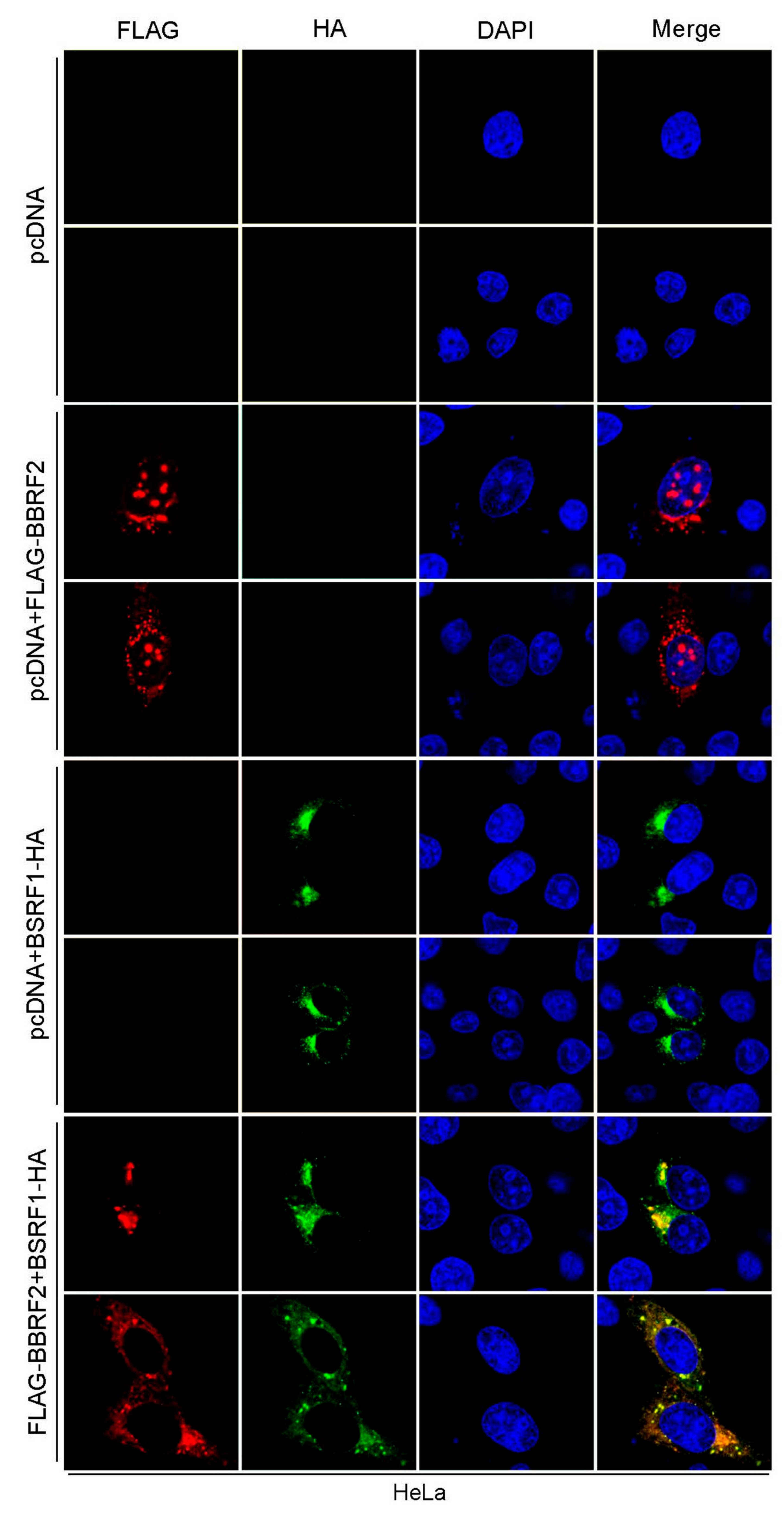 Microorganisms 07 00705 g005