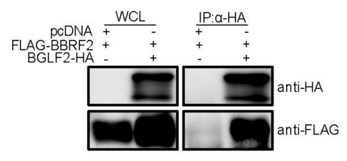 Microorganisms 07 00705 g006