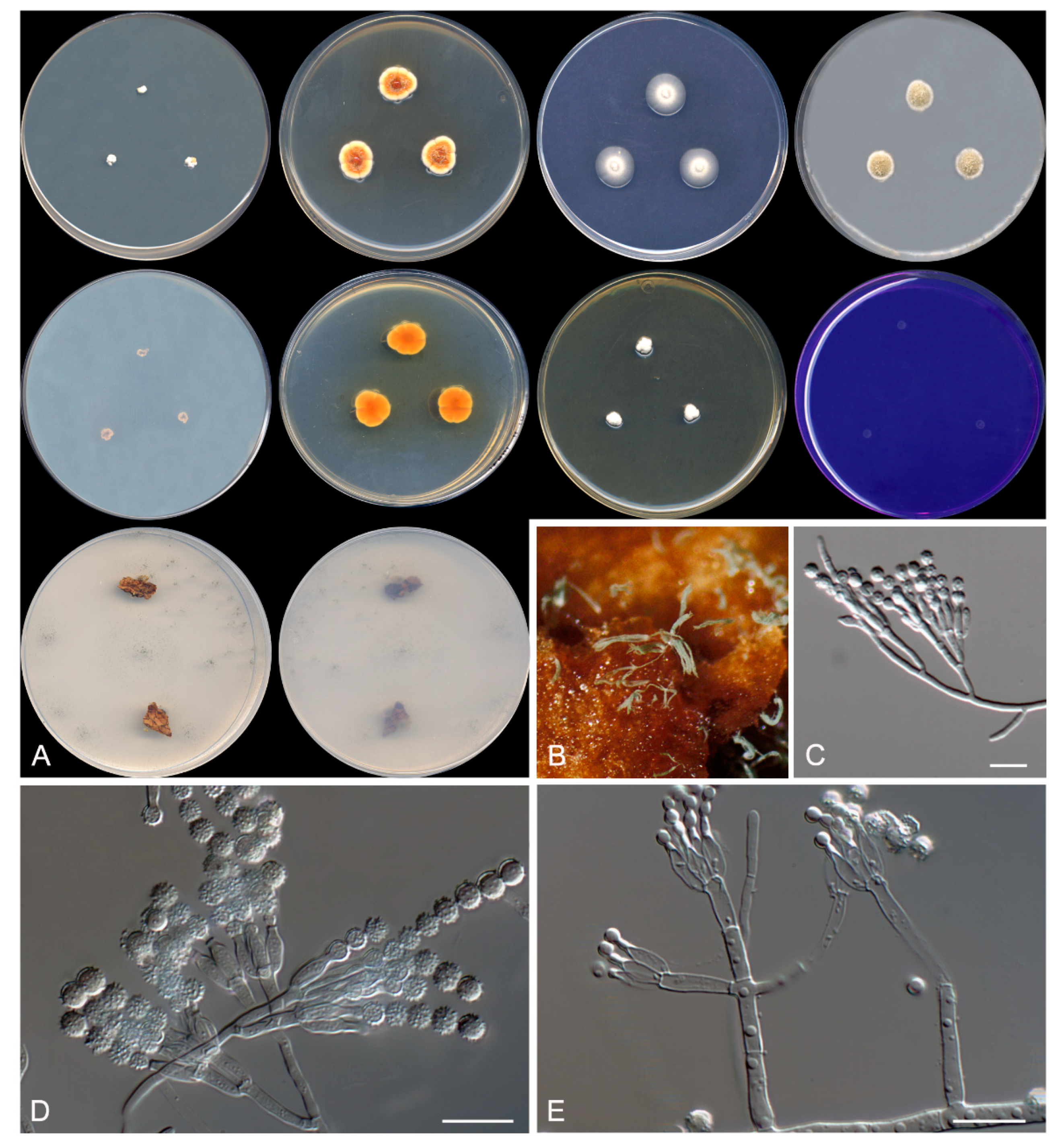 Microorganisms 08 00012 g005 Microorganisms 08 00012 g005