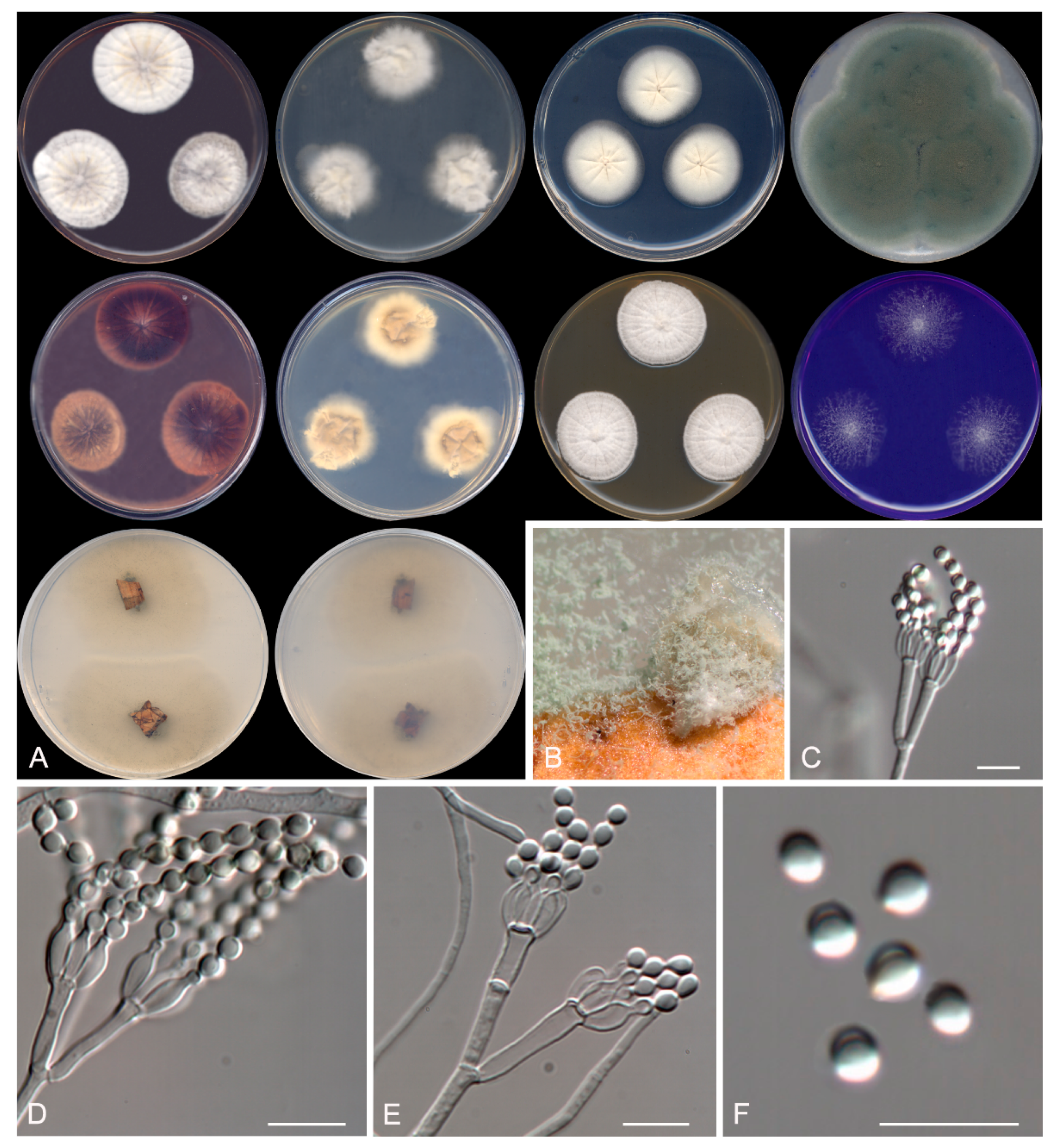 Microorganisms 08 00012 g006 Microorganisms 08 00012 g006