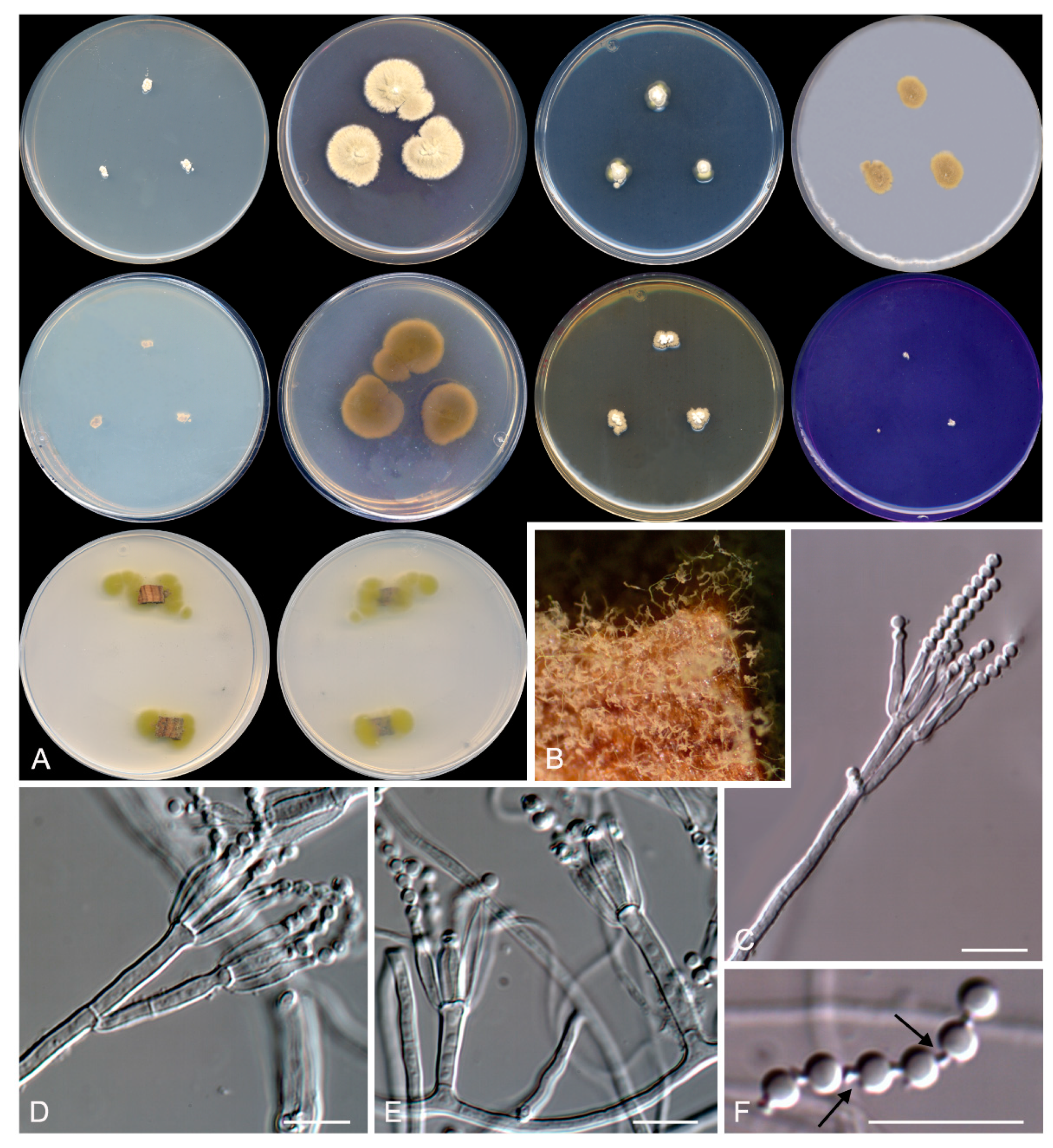 Microorganisms 08 00012 g007 Microorganisms 08 00012 g007