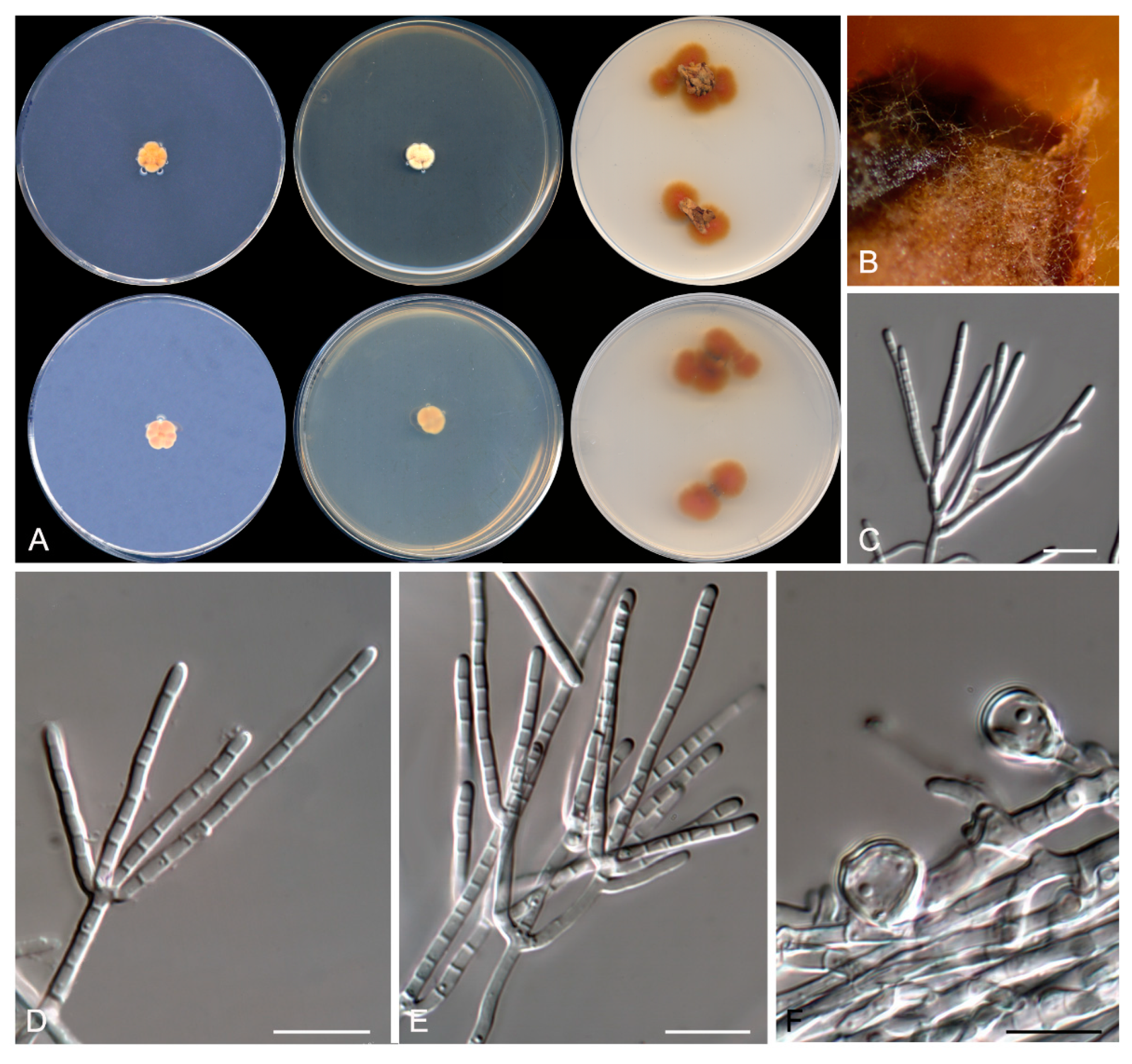 Microorganisms 08 00012 g009 Microorganisms 08 00012 g009