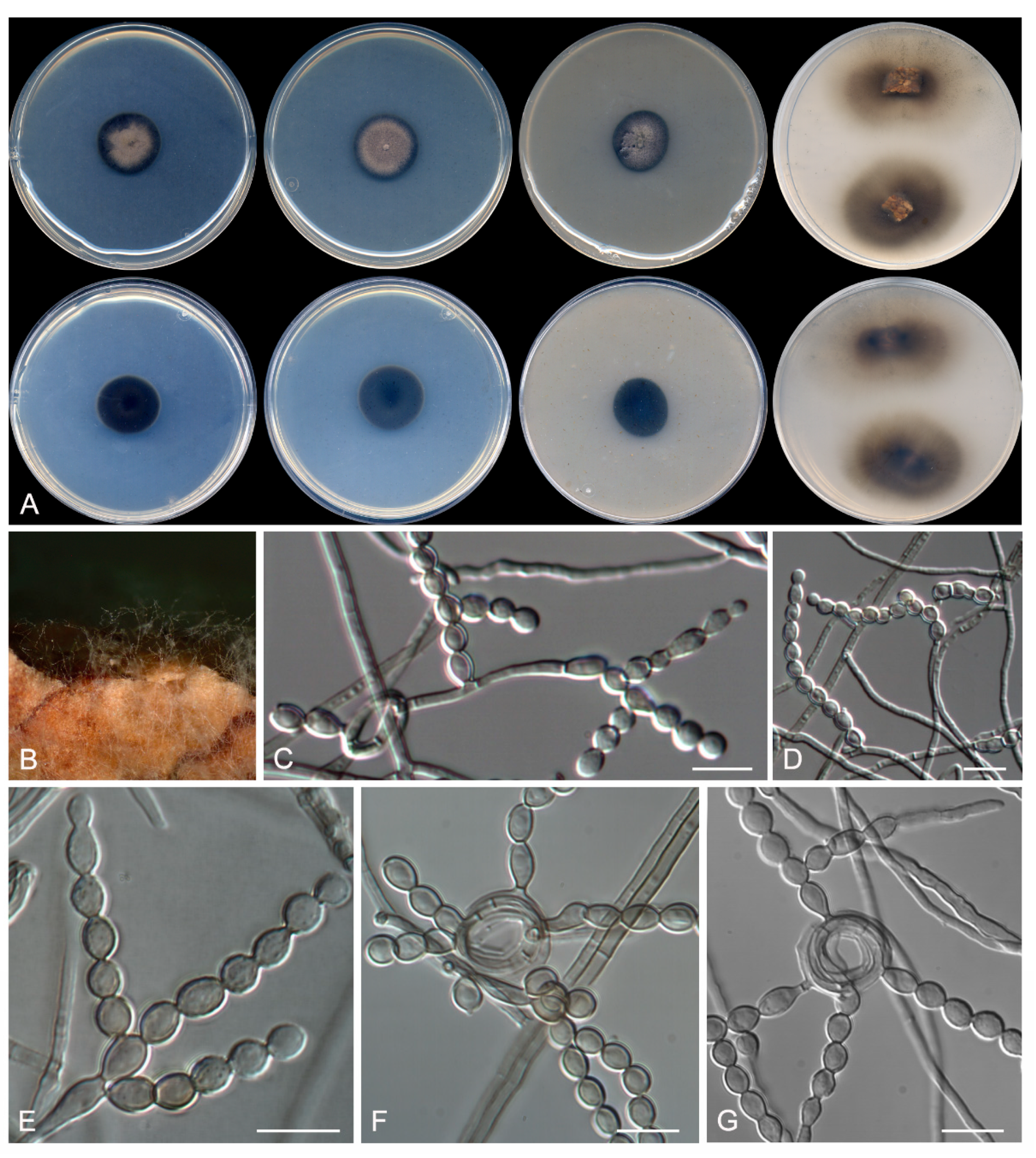 Microorganisms 08 00012 g010 Microorganisms 08 00012 g010